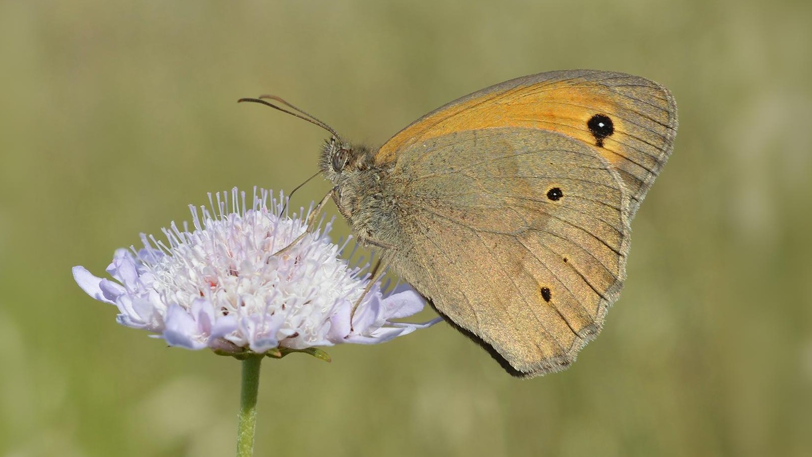 23-July London’s July Butterflies: A Hidden Flutter Section Image