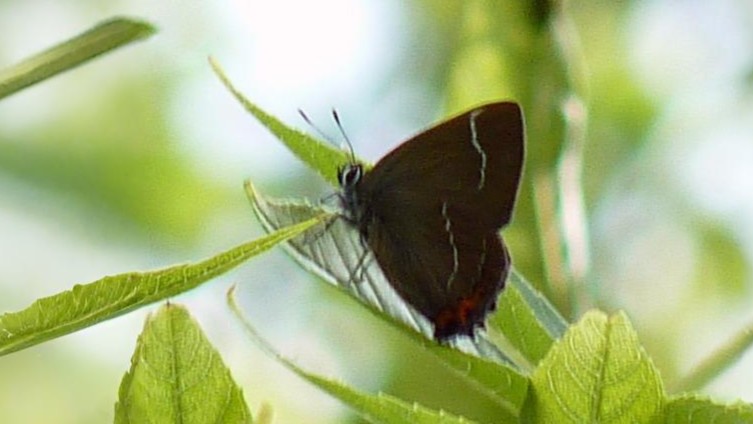 24-July London’s Hidden Jewels: Chasing Rare Butterflies Section Image