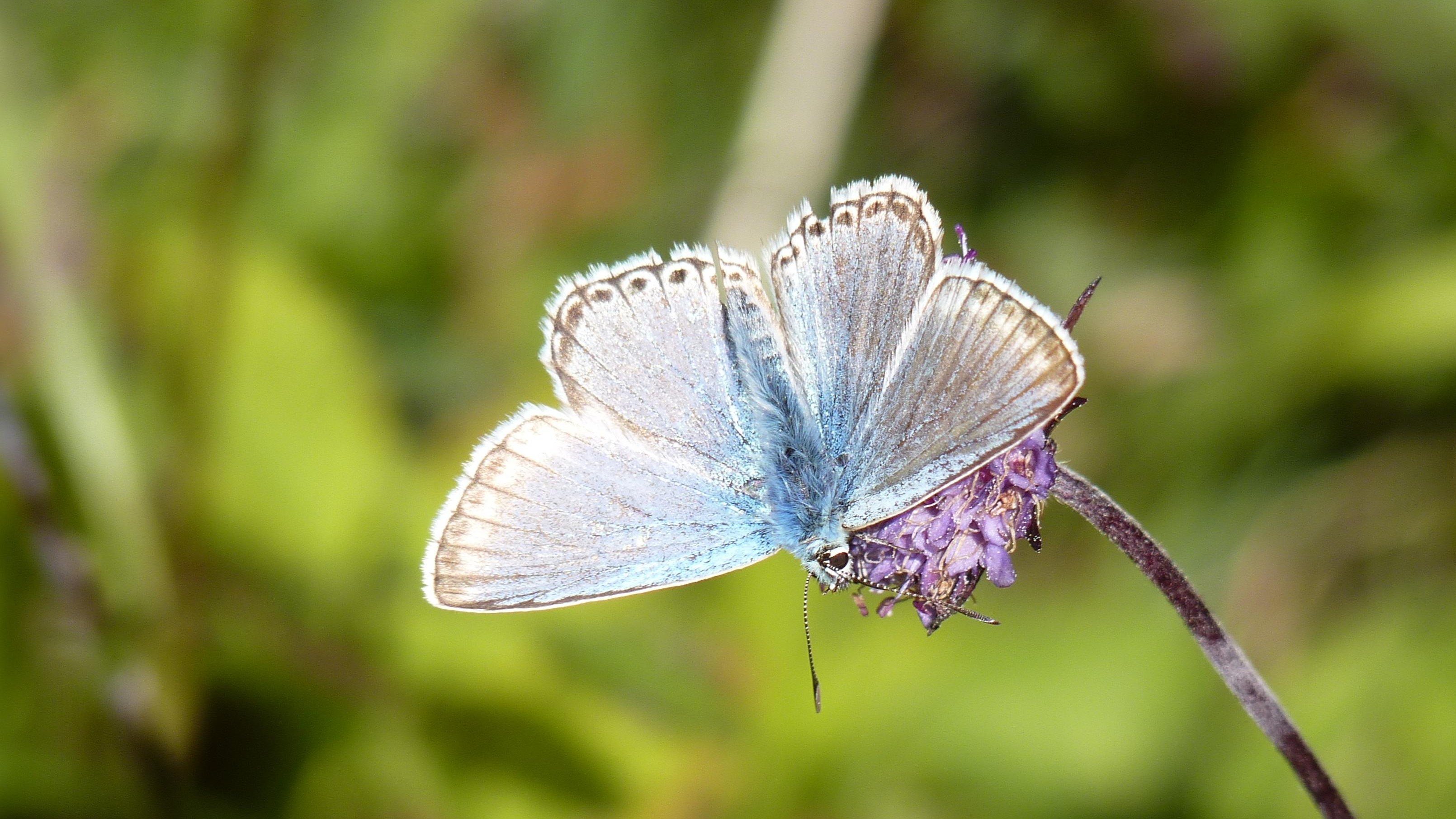 23-July London’s July Butterflies: A Hidden Flutter Section Image