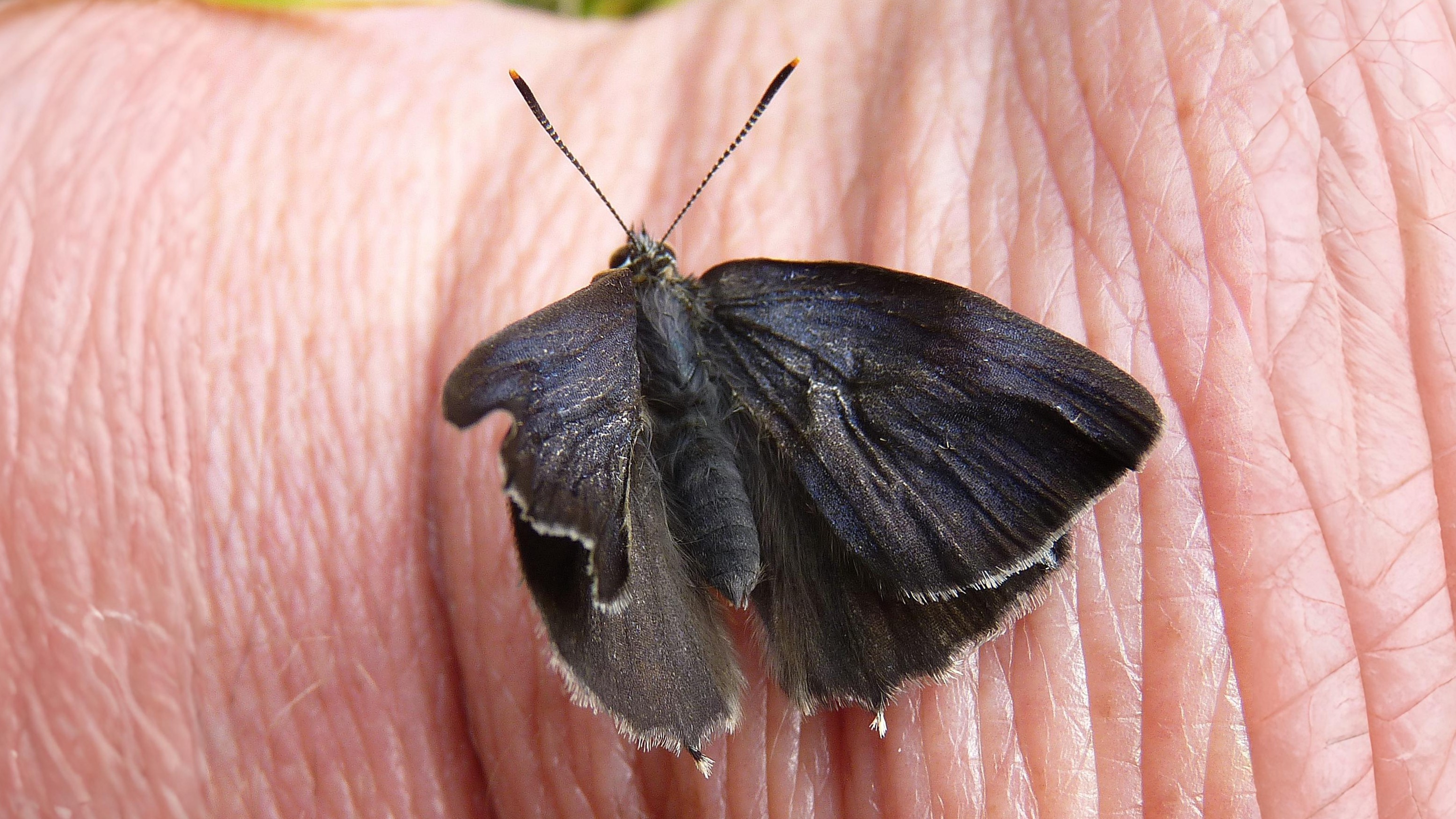 24-July London’s Hidden Jewels: Chasing Rare Butterflies Section Image