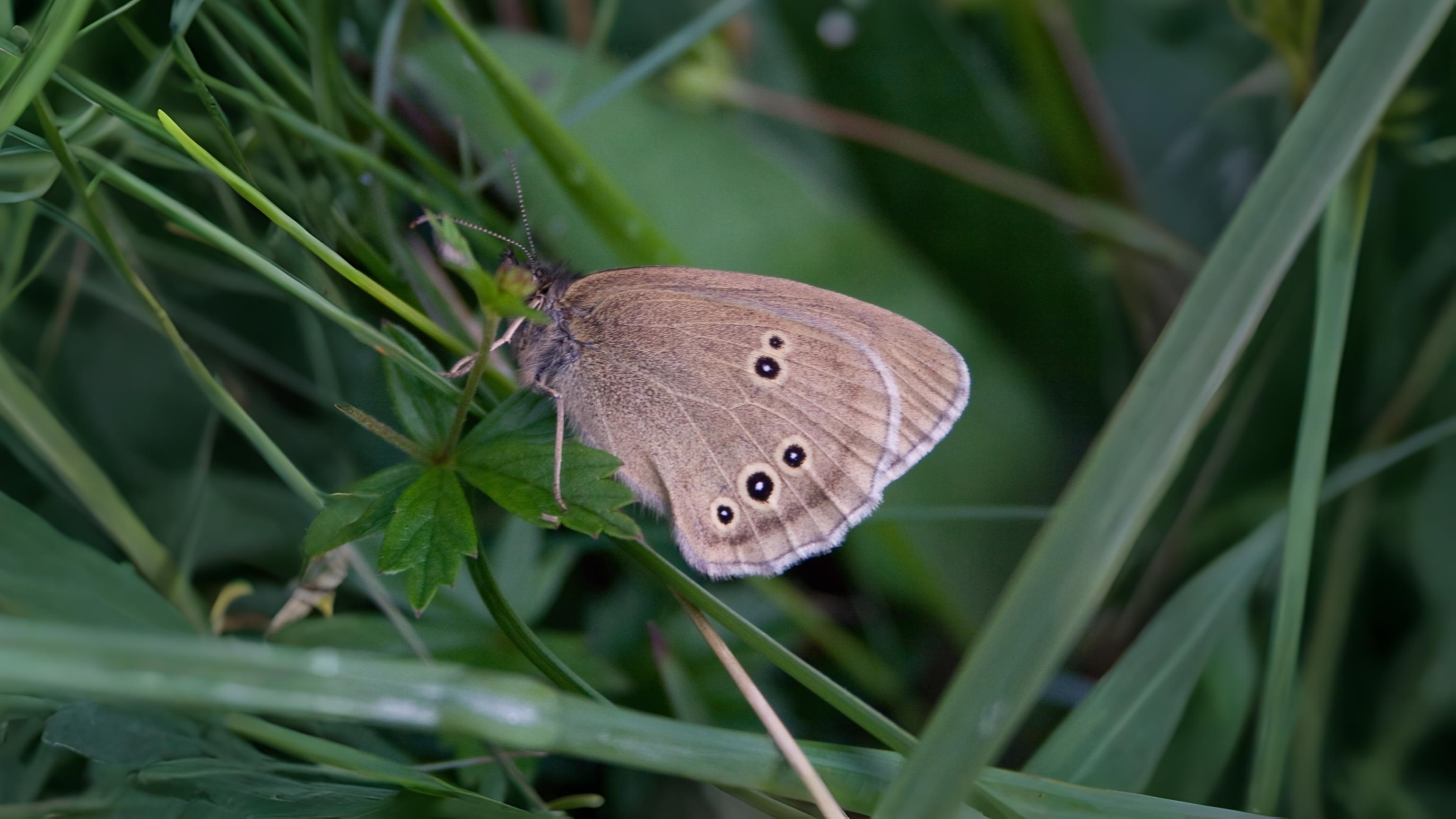 23-July London’s July Butterflies: A Hidden Flutter Section Image