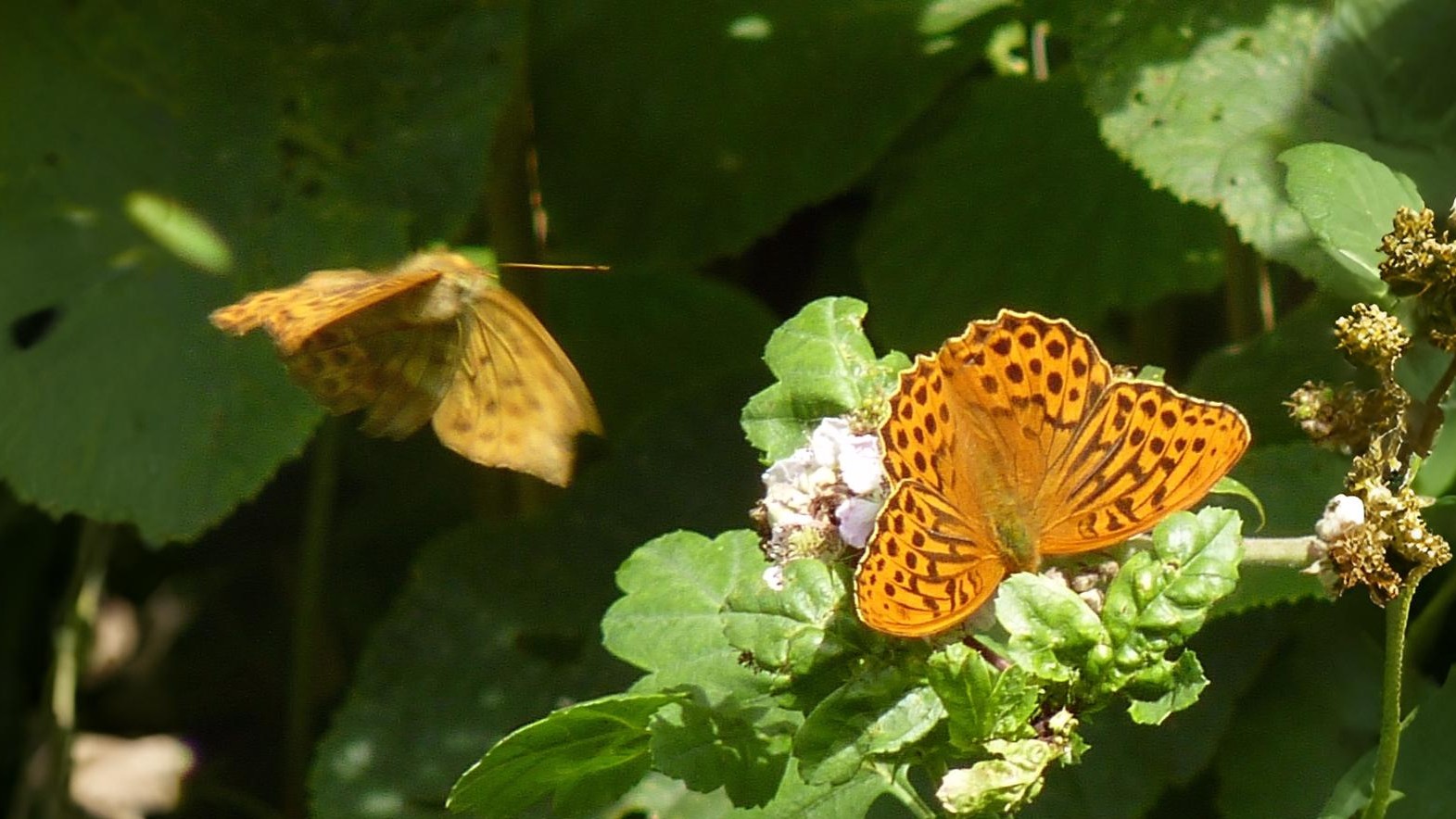 24-July London’s Hidden Jewels: Chasing Rare Butterflies Section Image