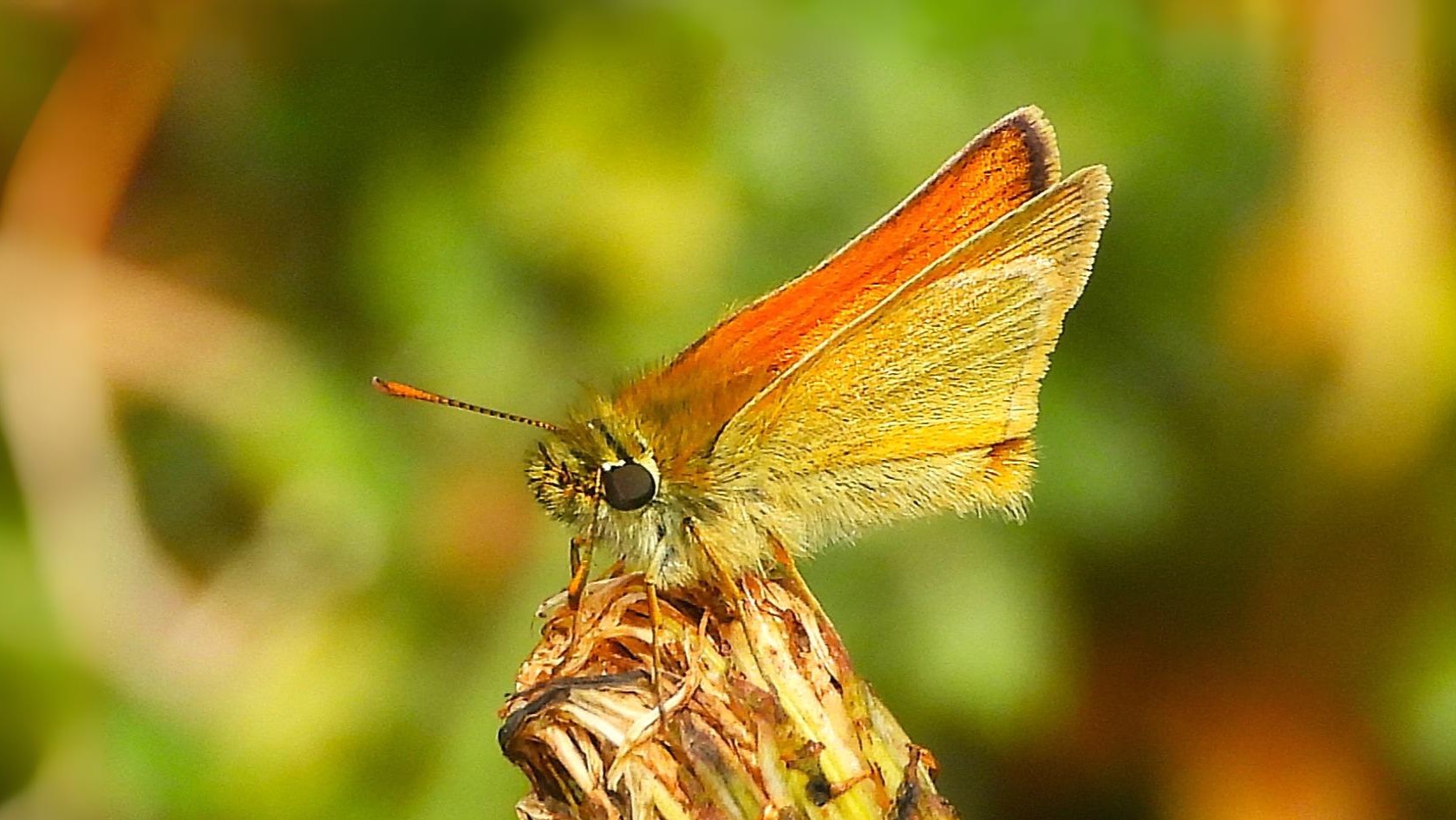 23-July London’s July Butterflies: A Hidden Flutter Section Image