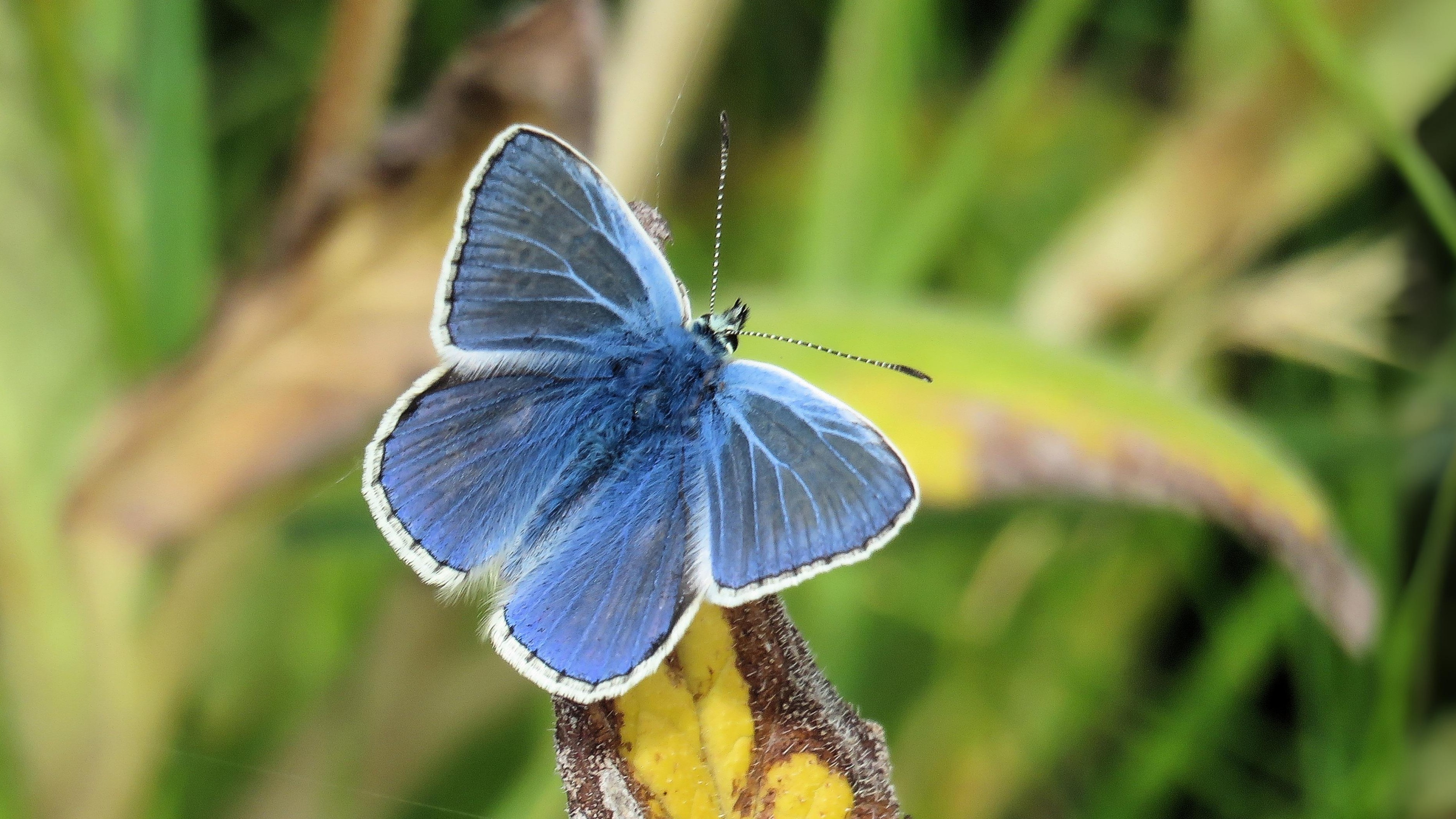 24-July London’s Hidden Jewels: Chasing Rare Butterflies Section Image