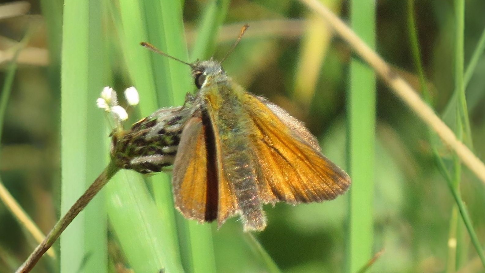 23-July London’s July Butterflies: A Hidden Flutter Section Image