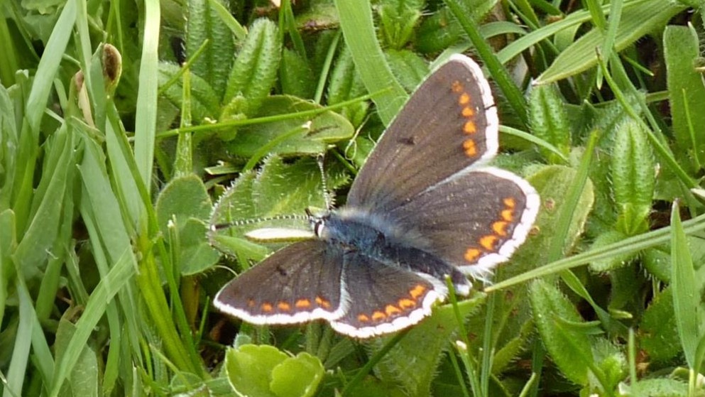 24-July London’s Hidden Jewels: Chasing Rare Butterflies Section Image