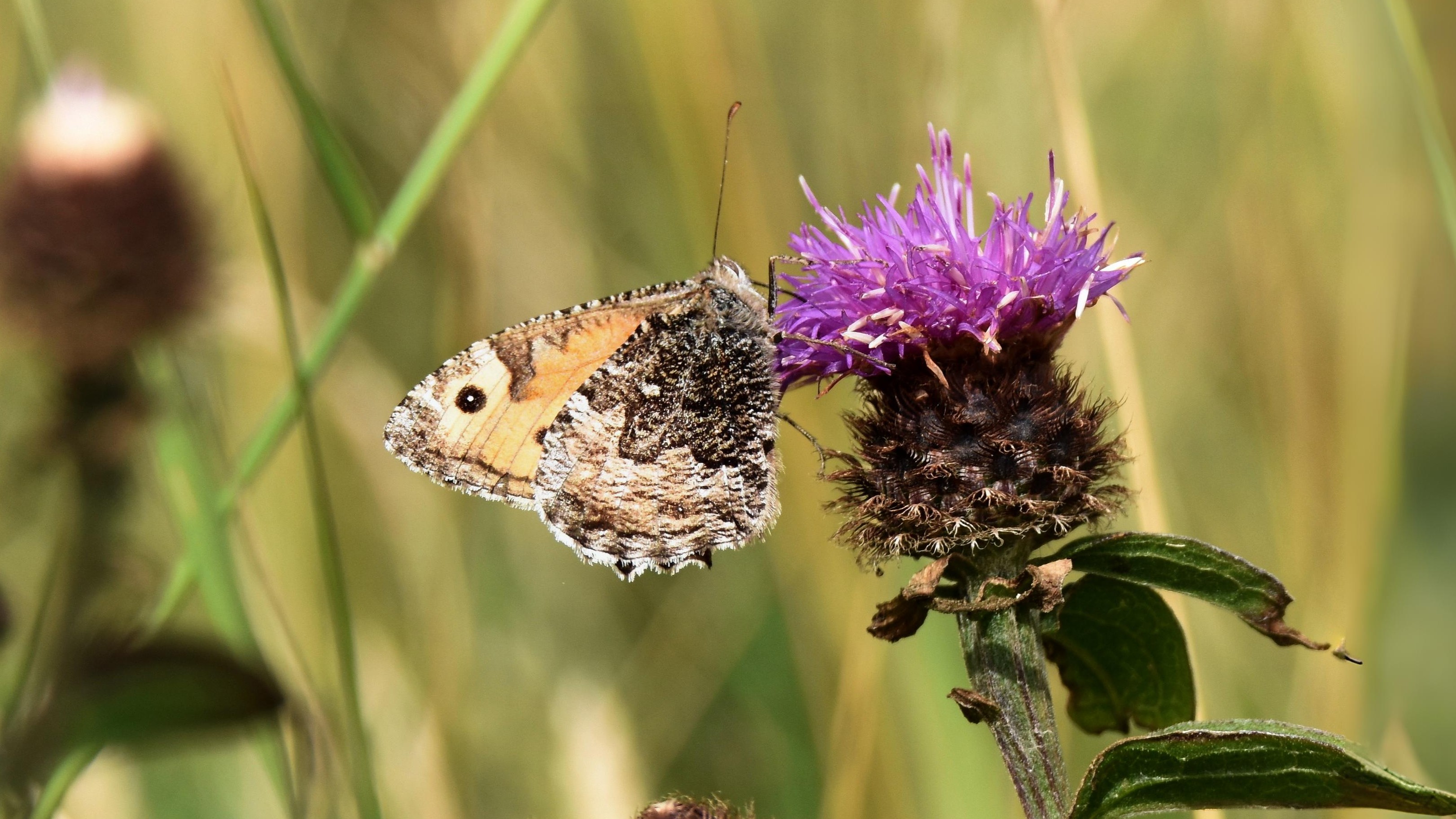 24-July London’s Hidden Jewels: Chasing Rare Butterflies Section Image