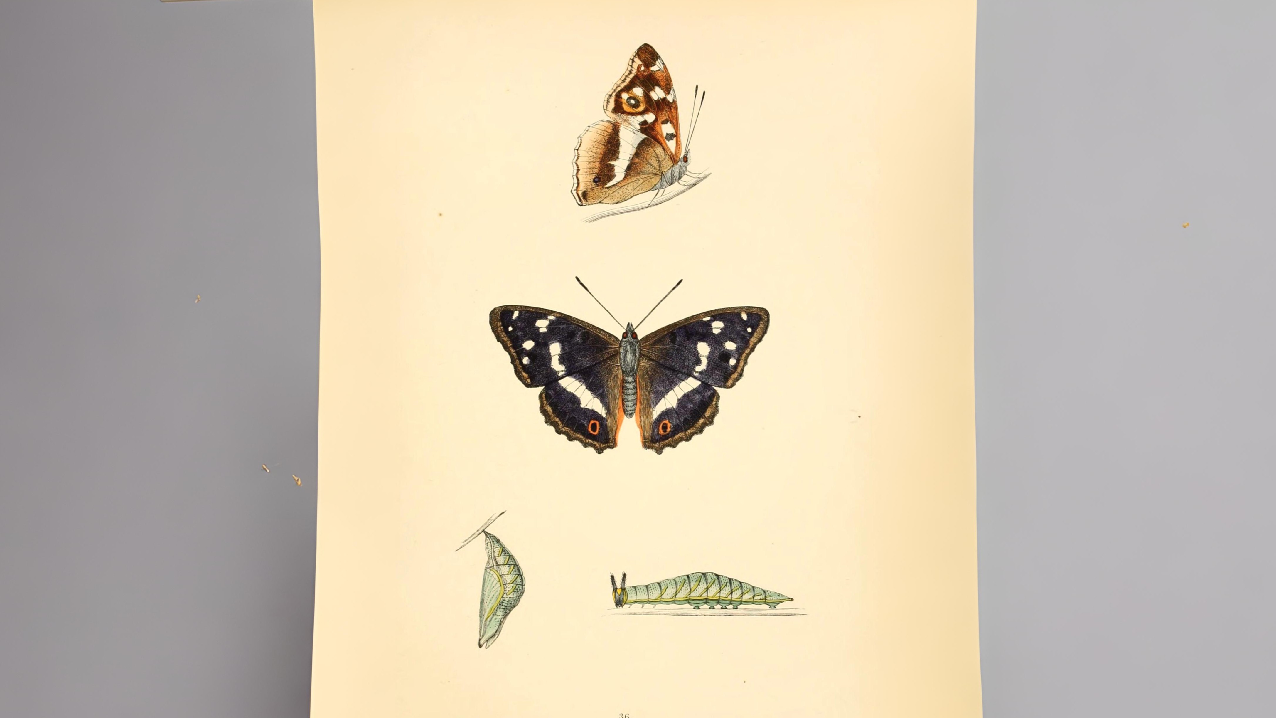 24-July London’s Hidden Jewels: Chasing Rare Butterflies Section Image
