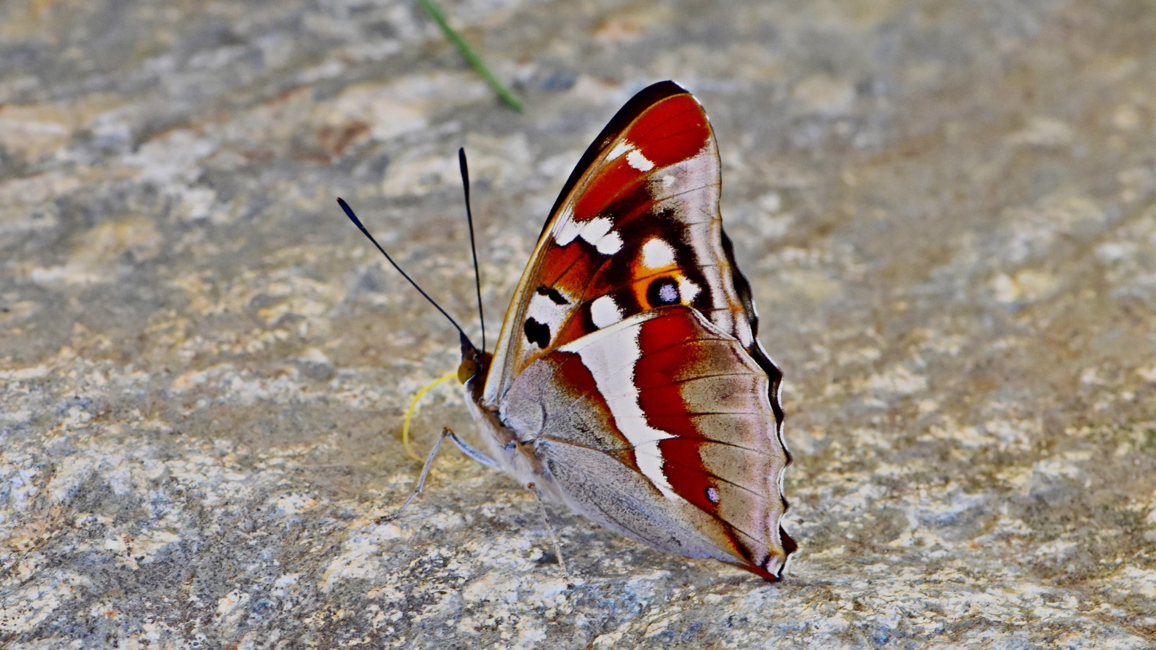 24-July London’s Hidden Jewels: Chasing Rare Butterflies Section Image