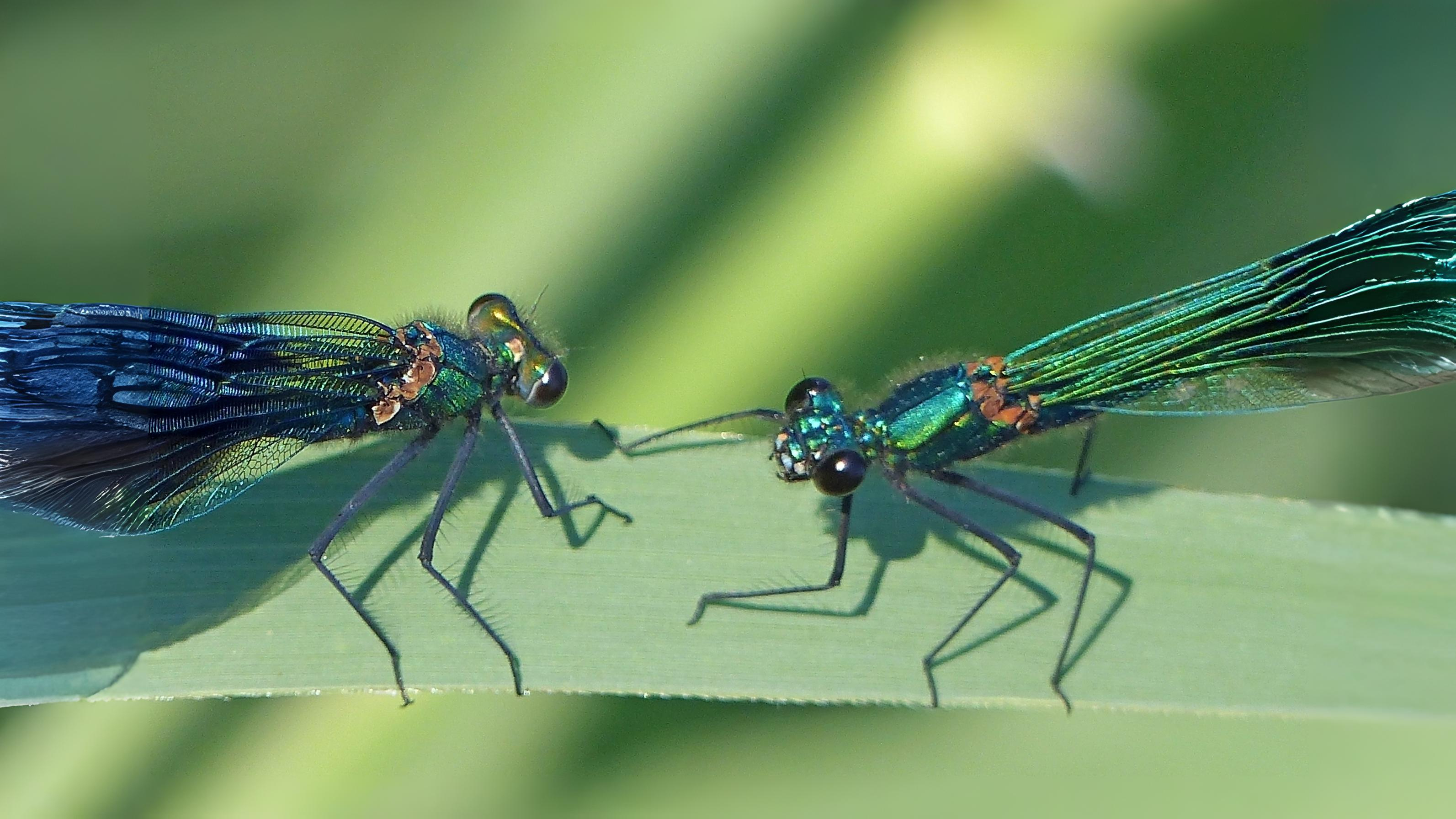 25-July Jurassic Skies: London’s Dragonfly Dynasty Section Image