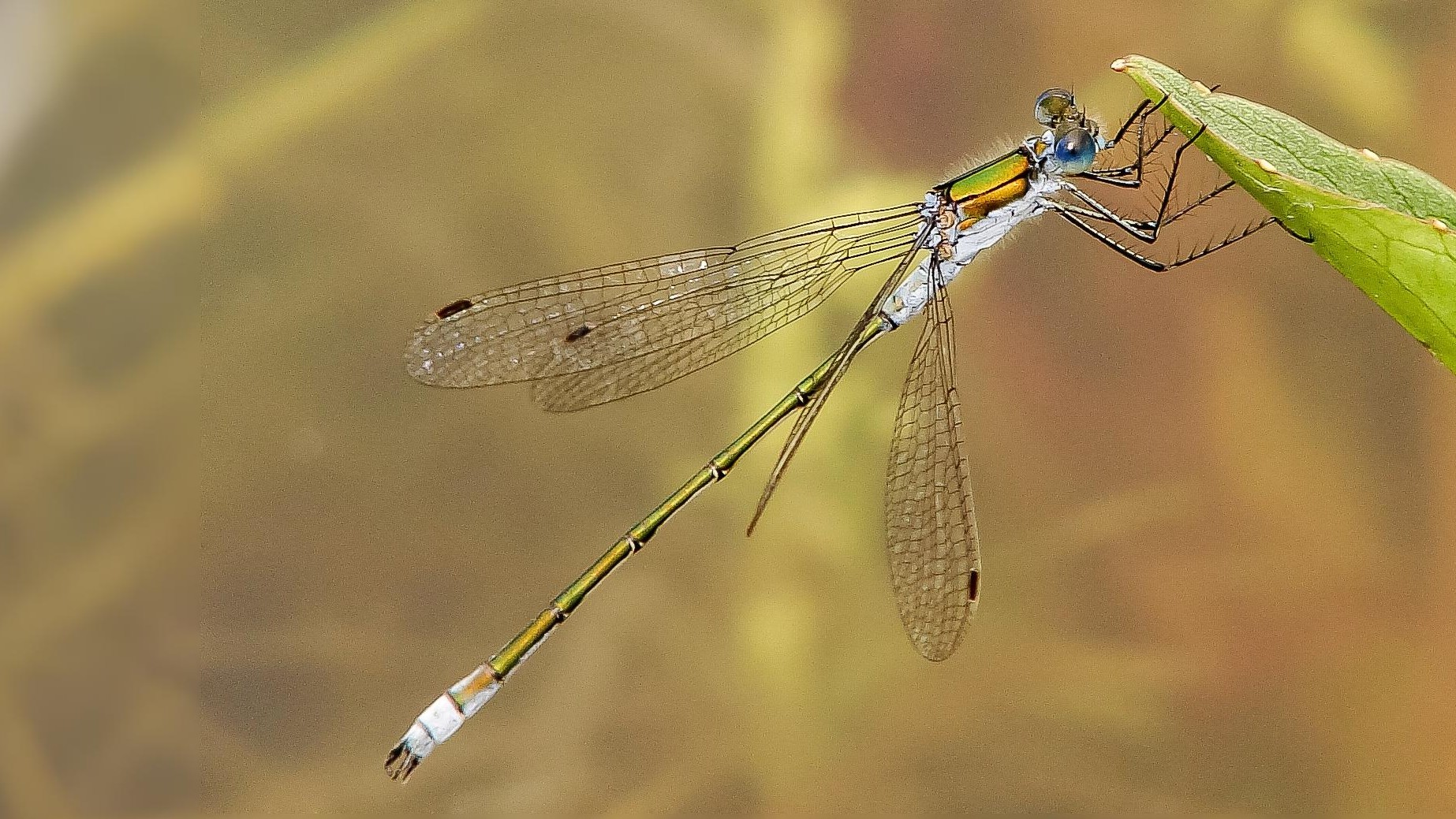 25-July Jurassic Skies: London’s Dragonfly Dynasty Section Image