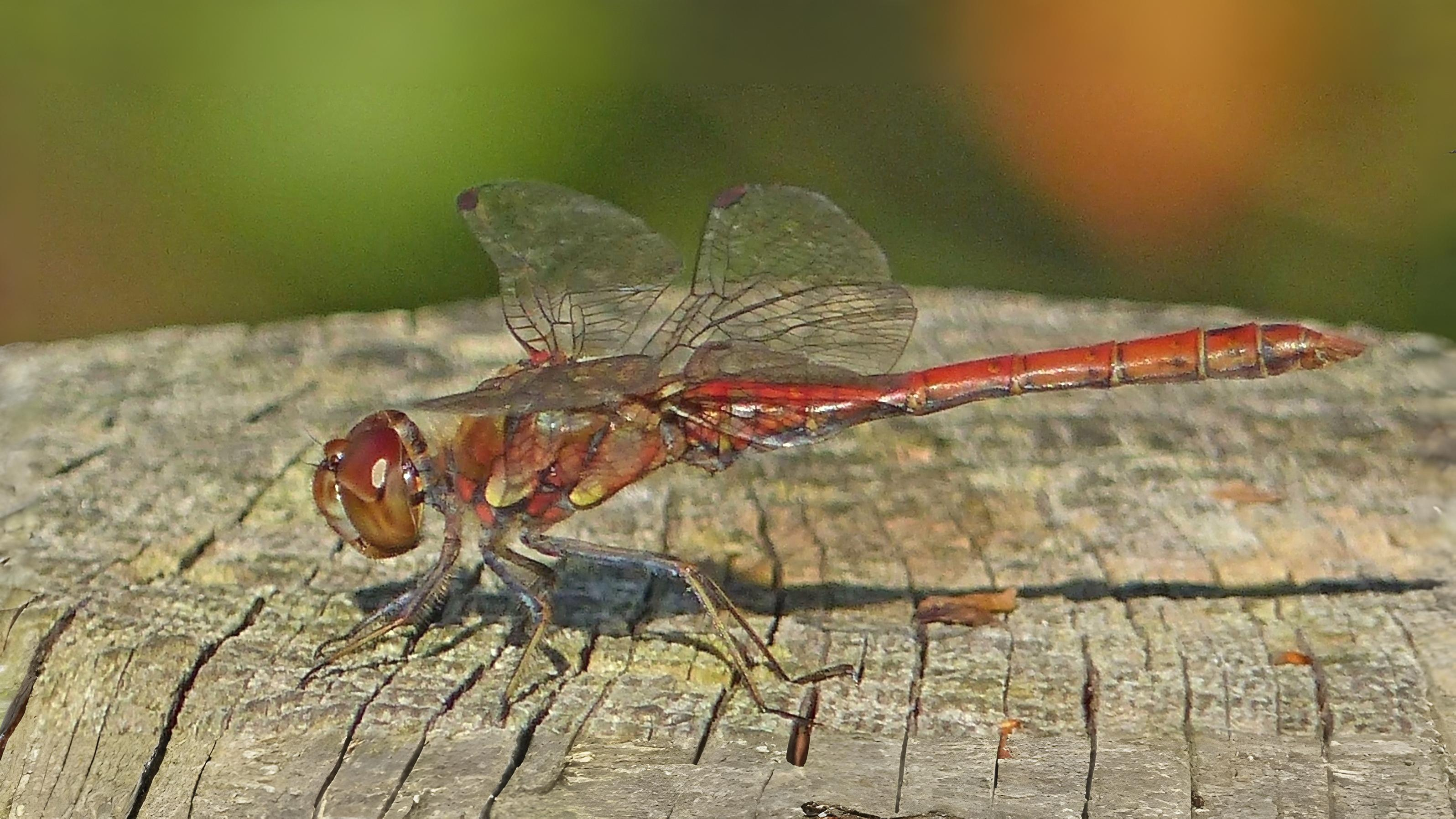 25-July Jurassic Skies: London’s Dragonfly Dynasty Section Image