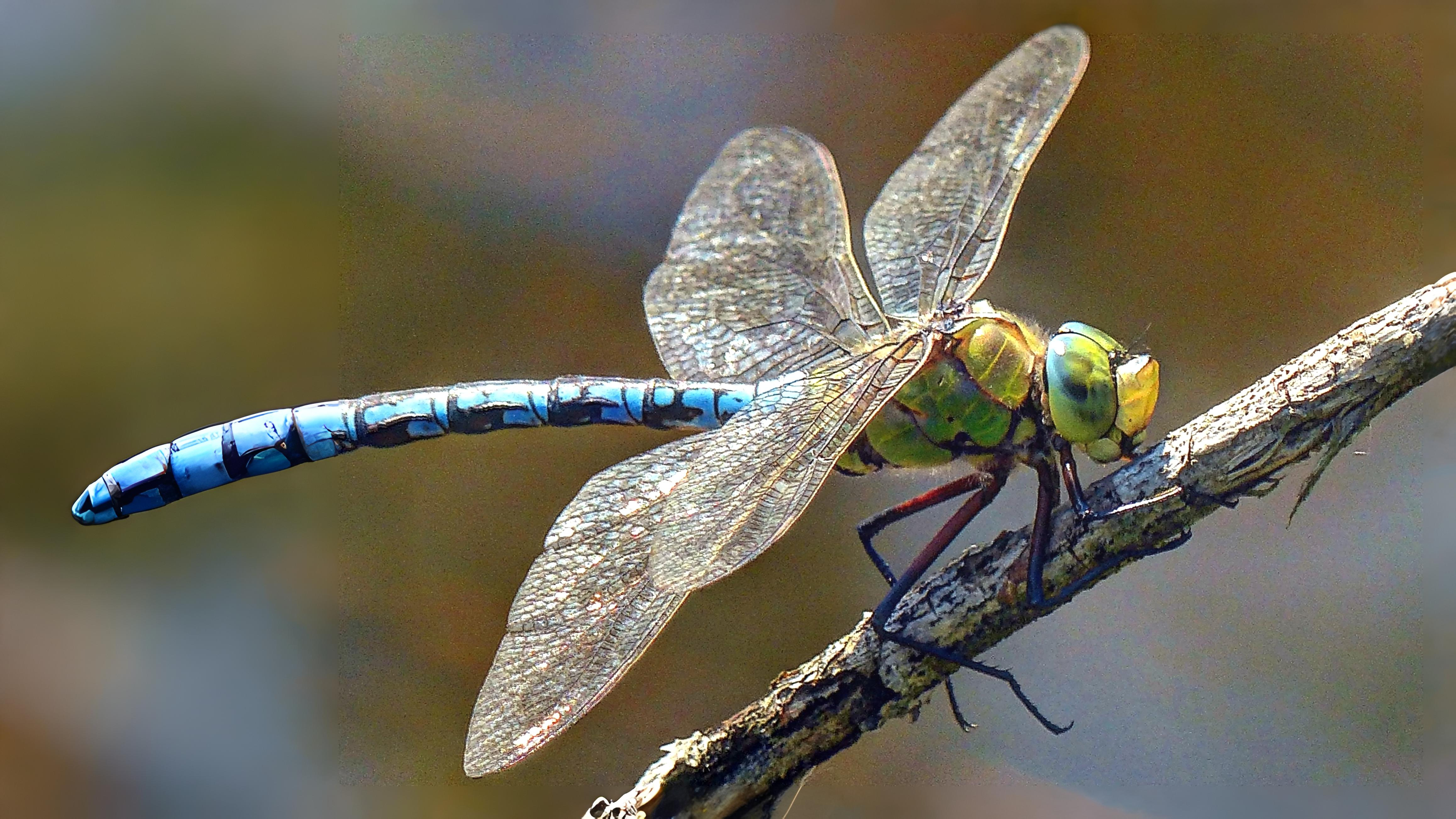 25-July Jurassic Skies: London’s Dragonfly Dynasty Section Image