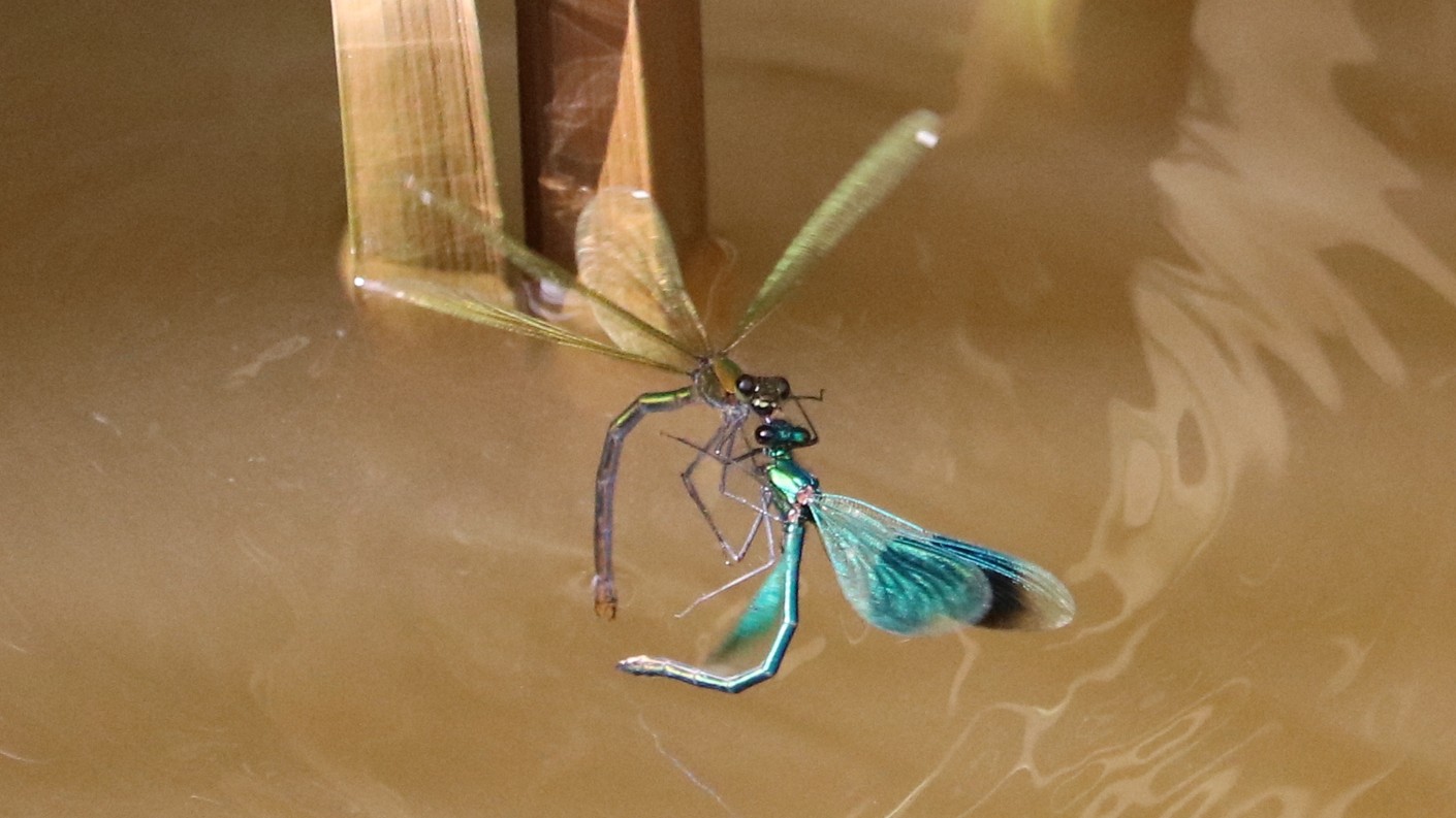 25-July Jurassic Skies: London’s Dragonfly Dynasty Section Image