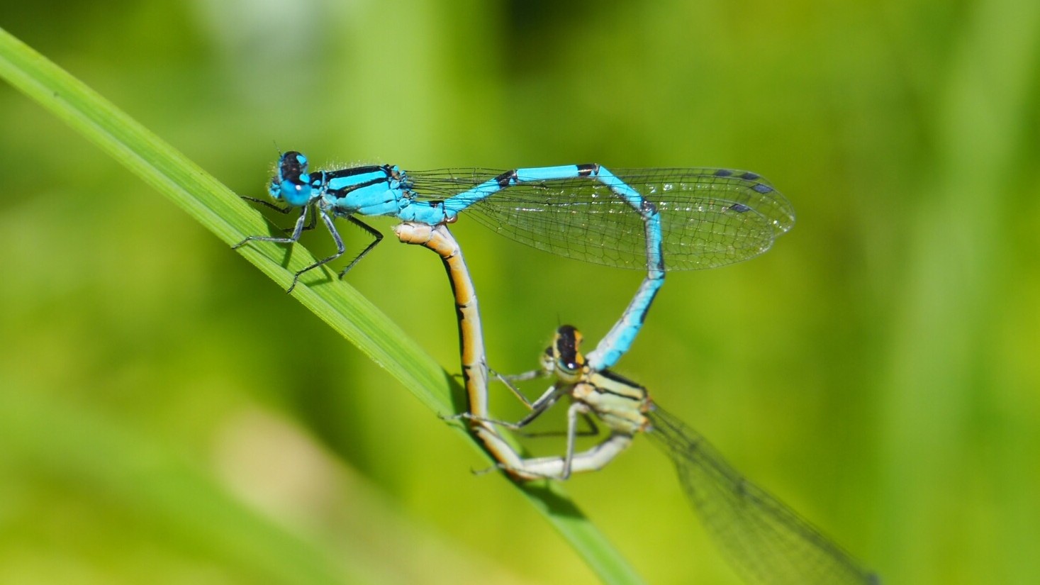 25-July Jurassic Skies: London’s Dragonfly Dynasty Section Image