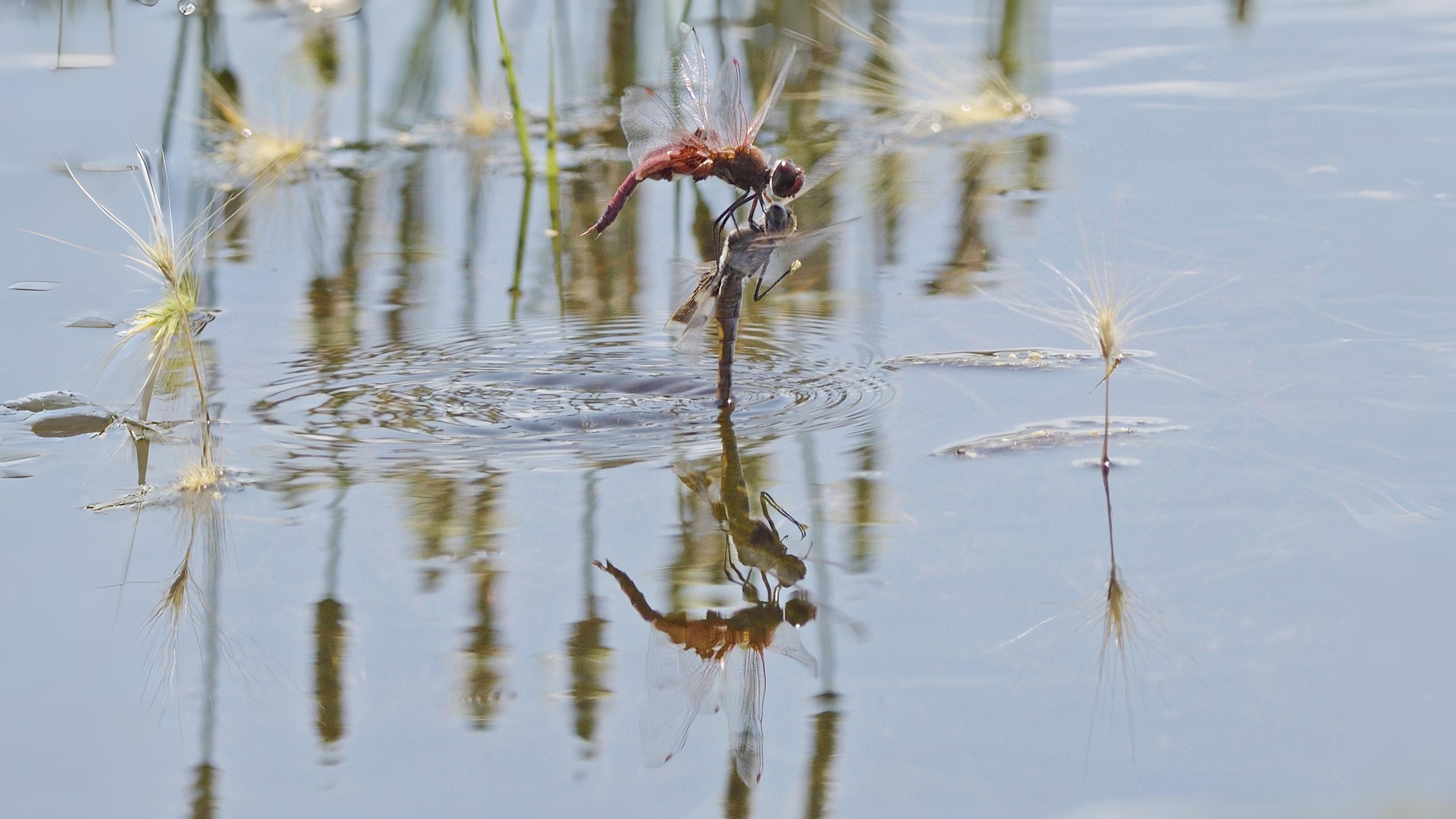 25-July Jurassic Skies: London’s Dragonfly Dynasty Section Image