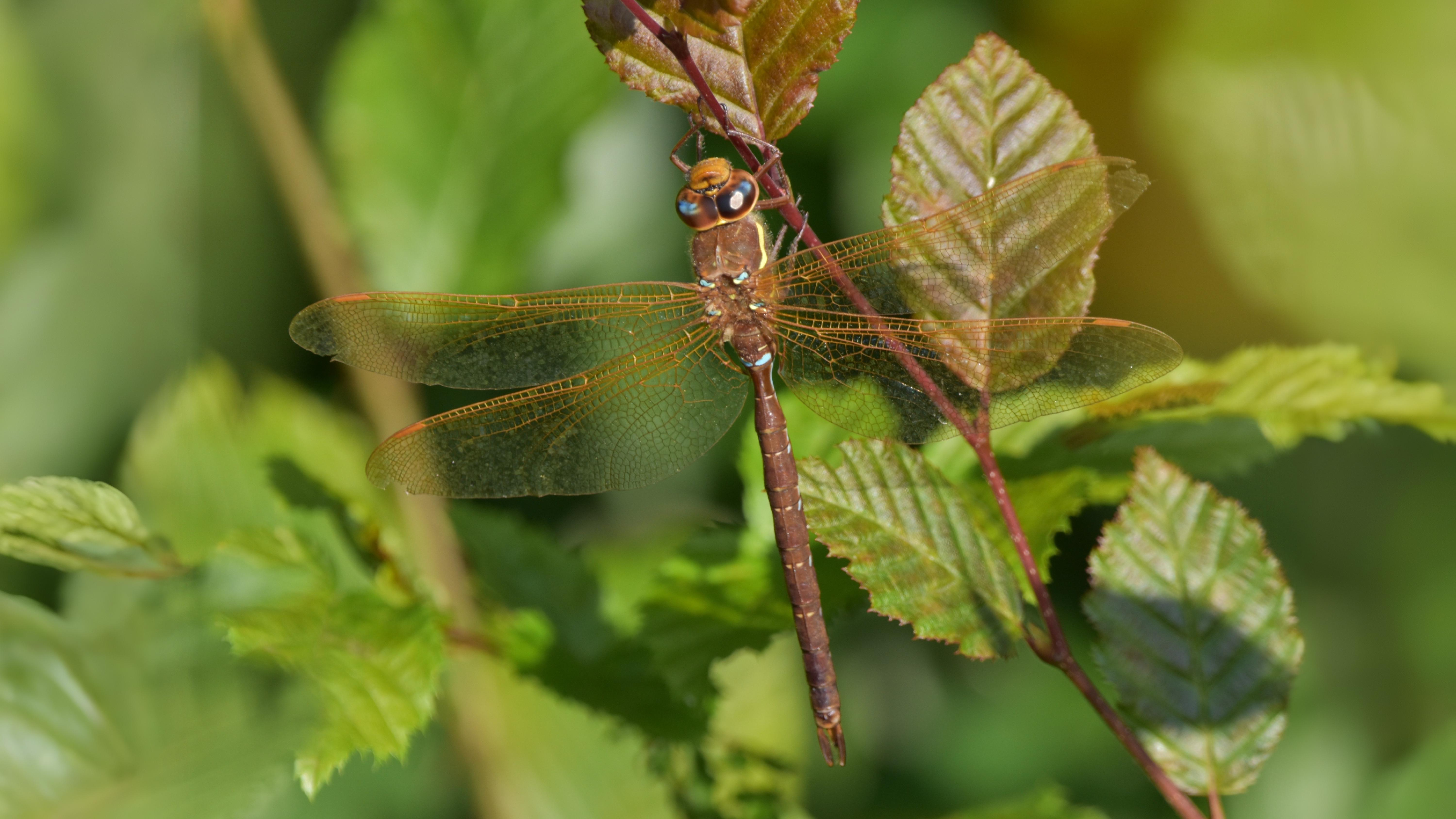 26-July Wings of Fire: London’s Dragonfly Identification Guide Section Image