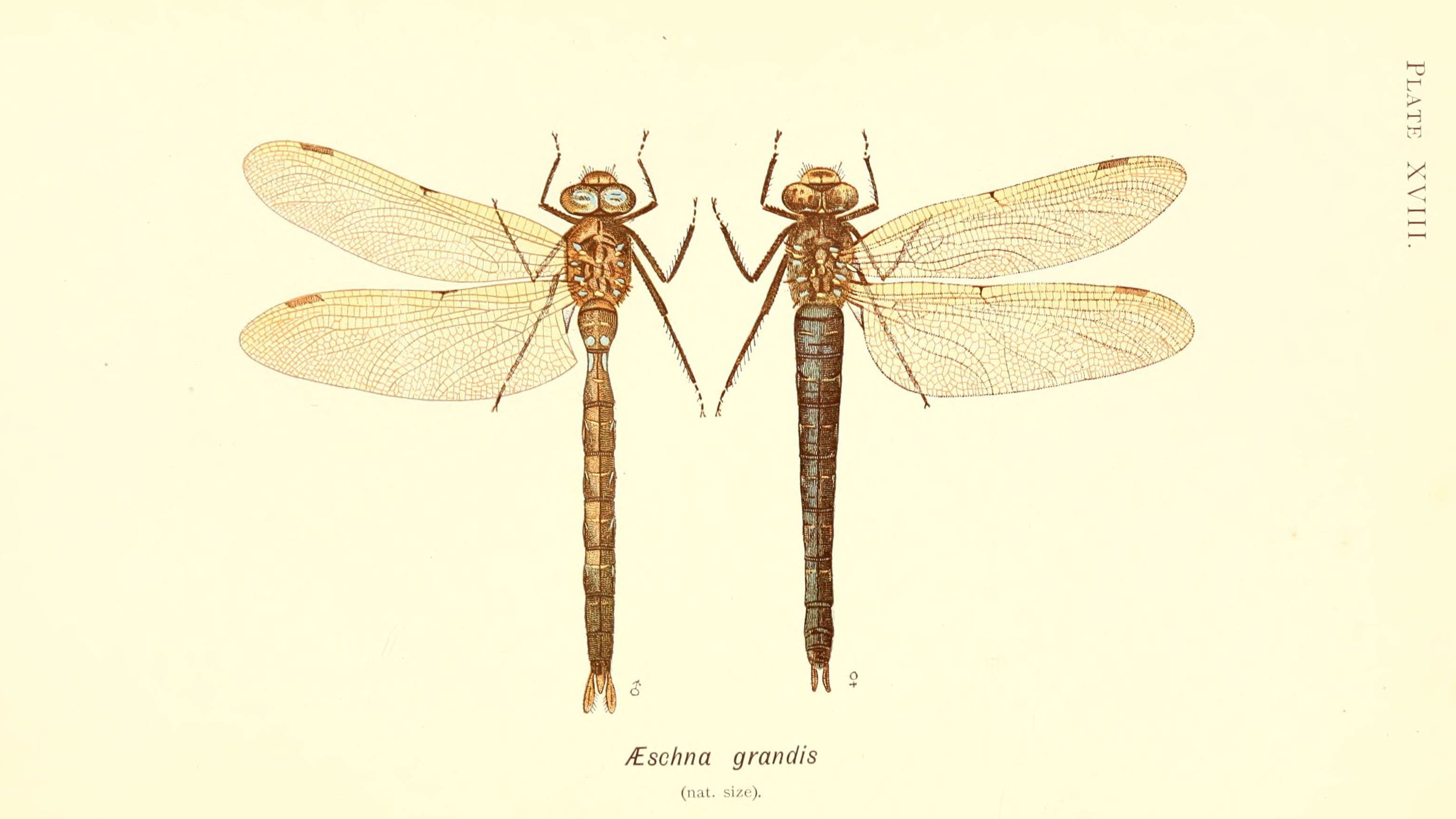26-July Wings of Fire: London’s Dragonfly Identification Guide Section Image