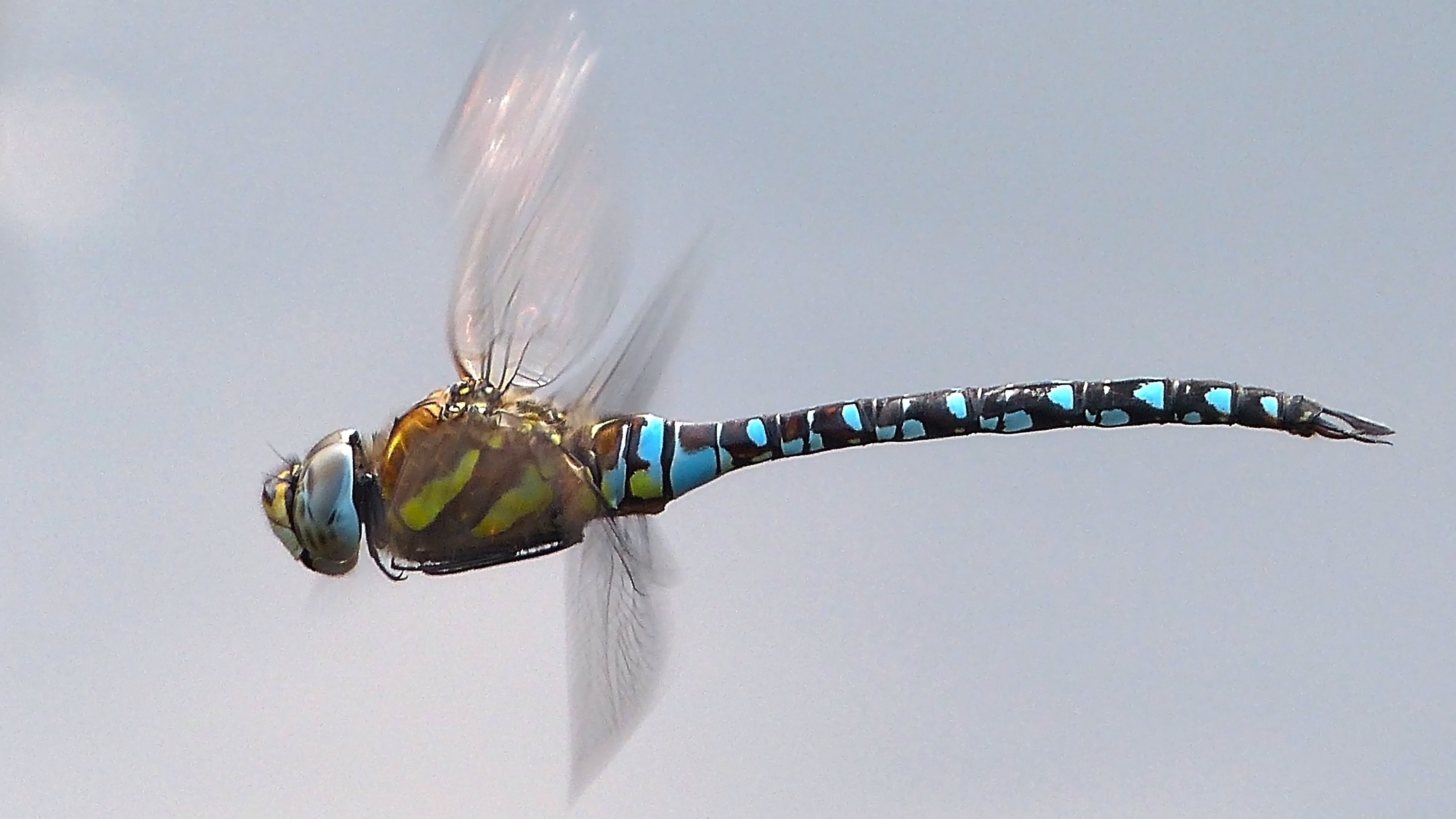 26-July Wings of Fire: London’s Dragonfly Identification Guide Section Image