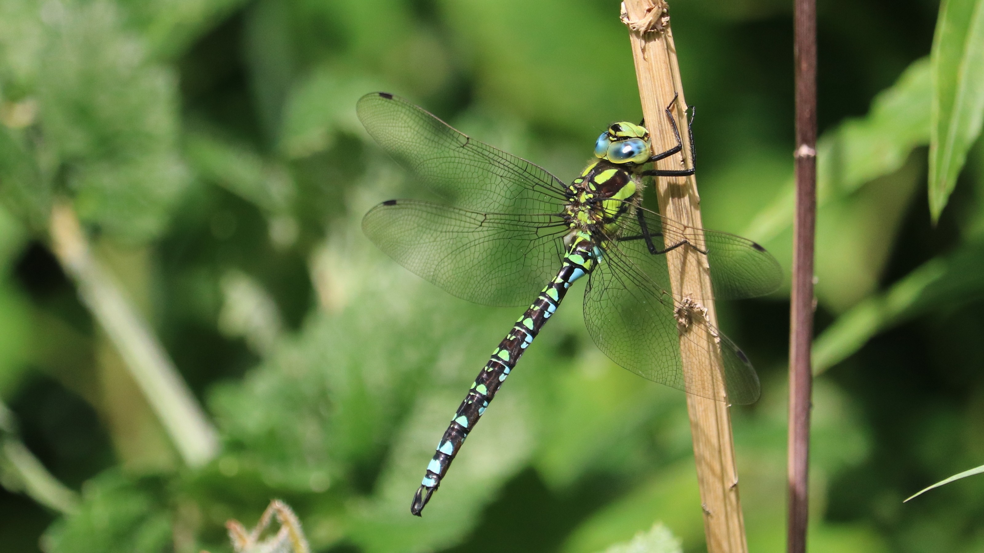 26-July Wings of Fire: London’s Dragonfly Identification Guide Section Image