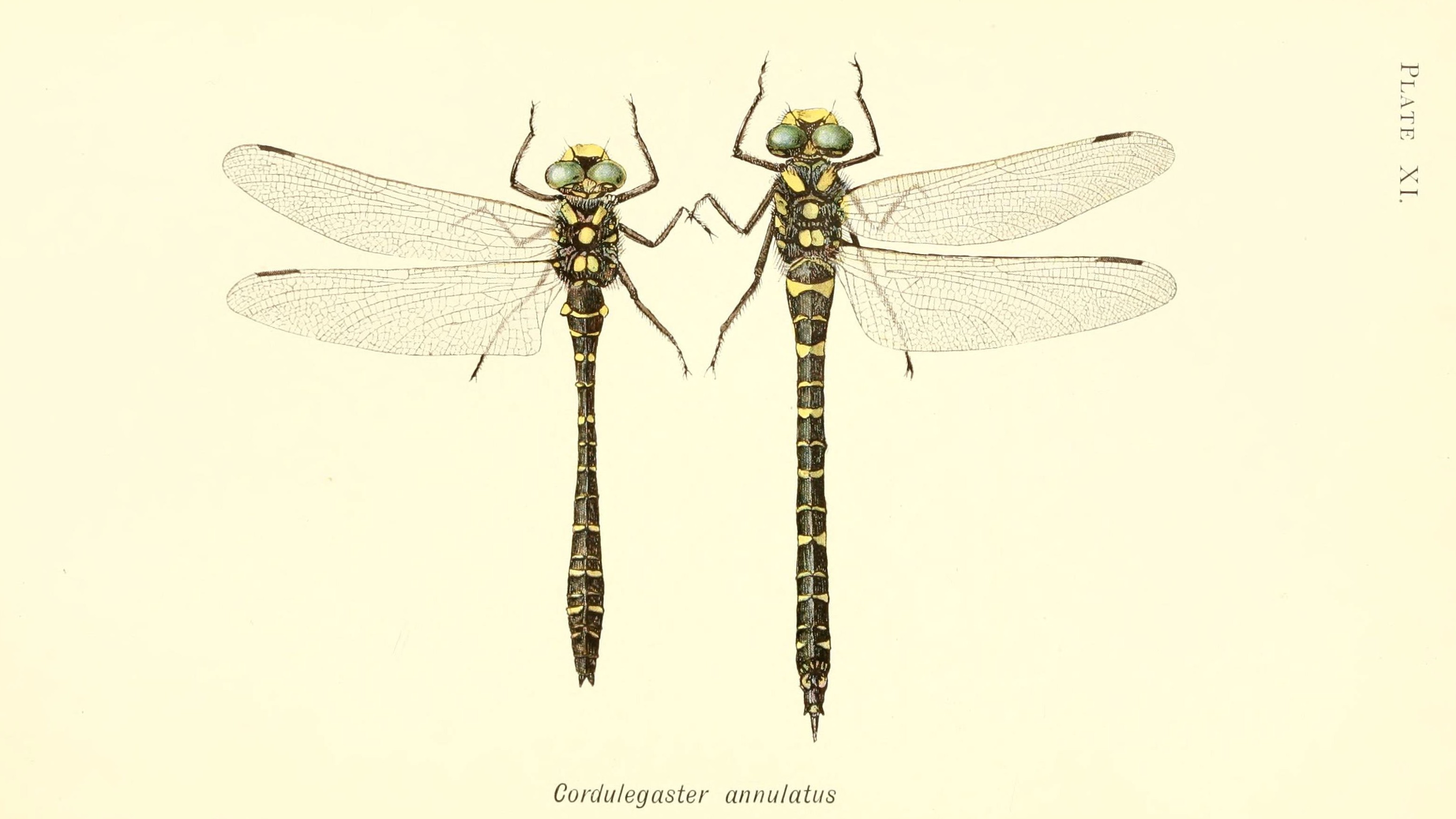 26-July Wings of Fire: London’s Dragonfly Identification Guide Section Image