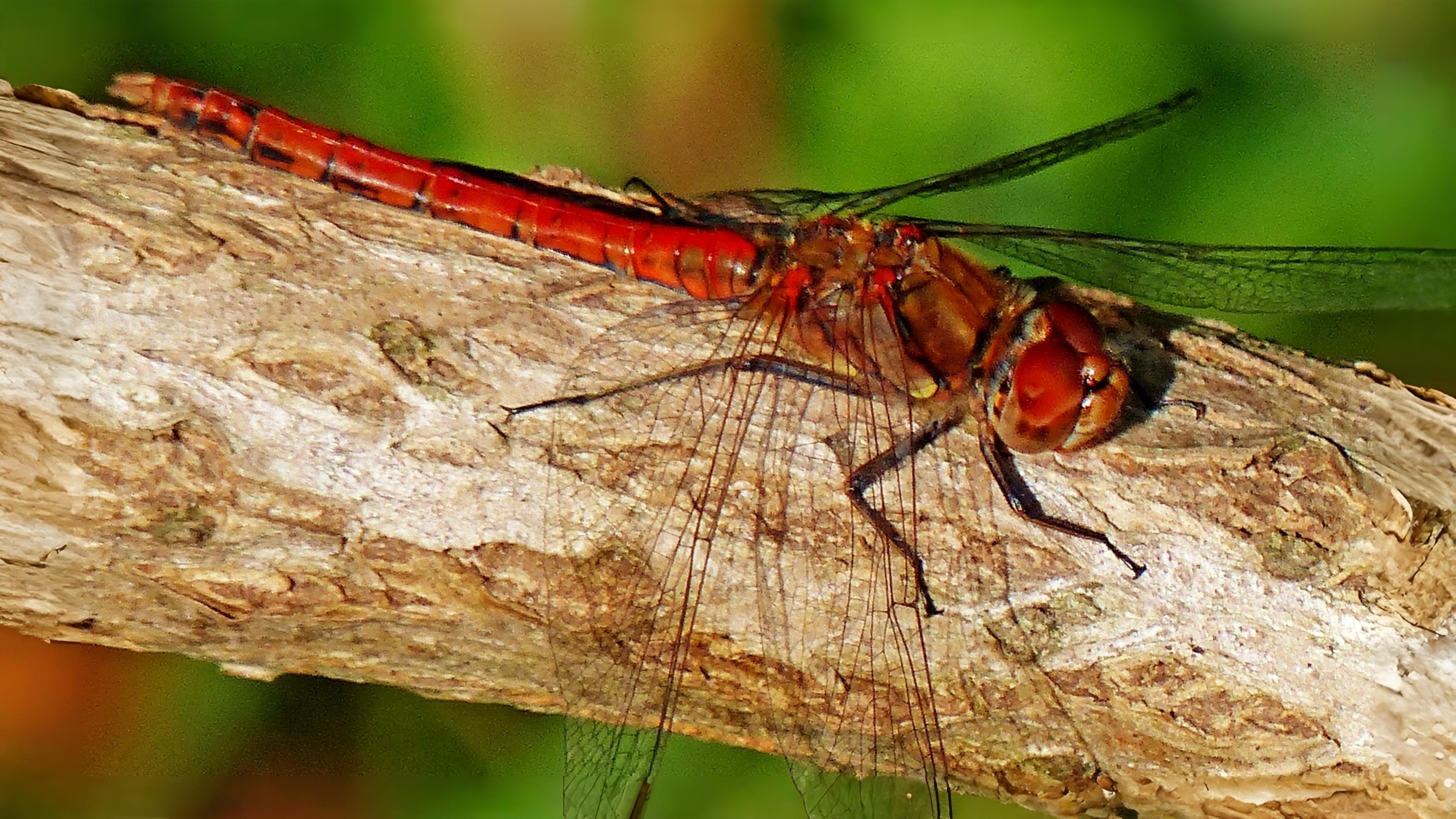 26-July Wings of Fire: London’s Dragonfly Identification Guide Section Image