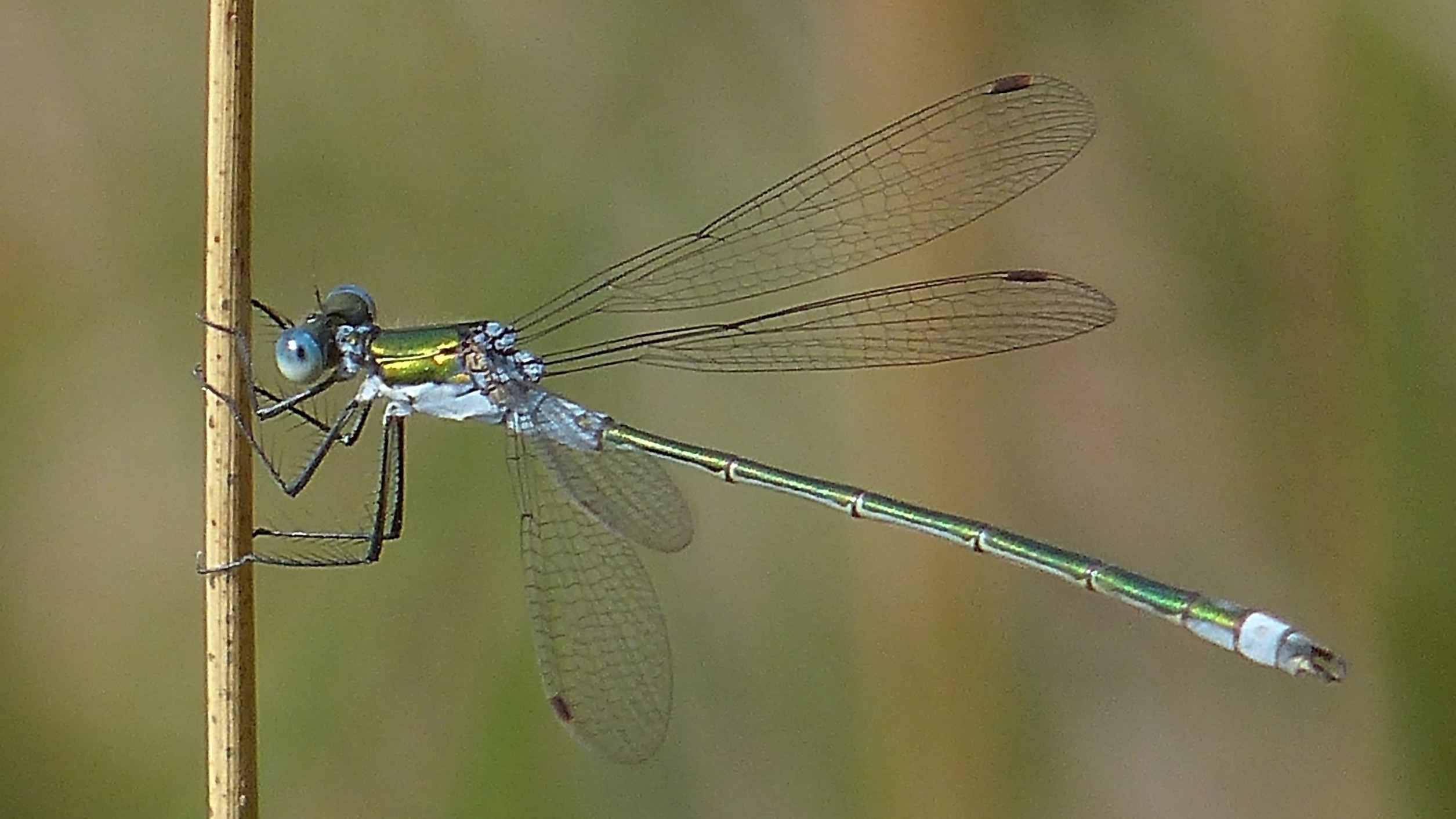 26-July Wings of Fire: London’s Dragonfly Identification Guide Section Image