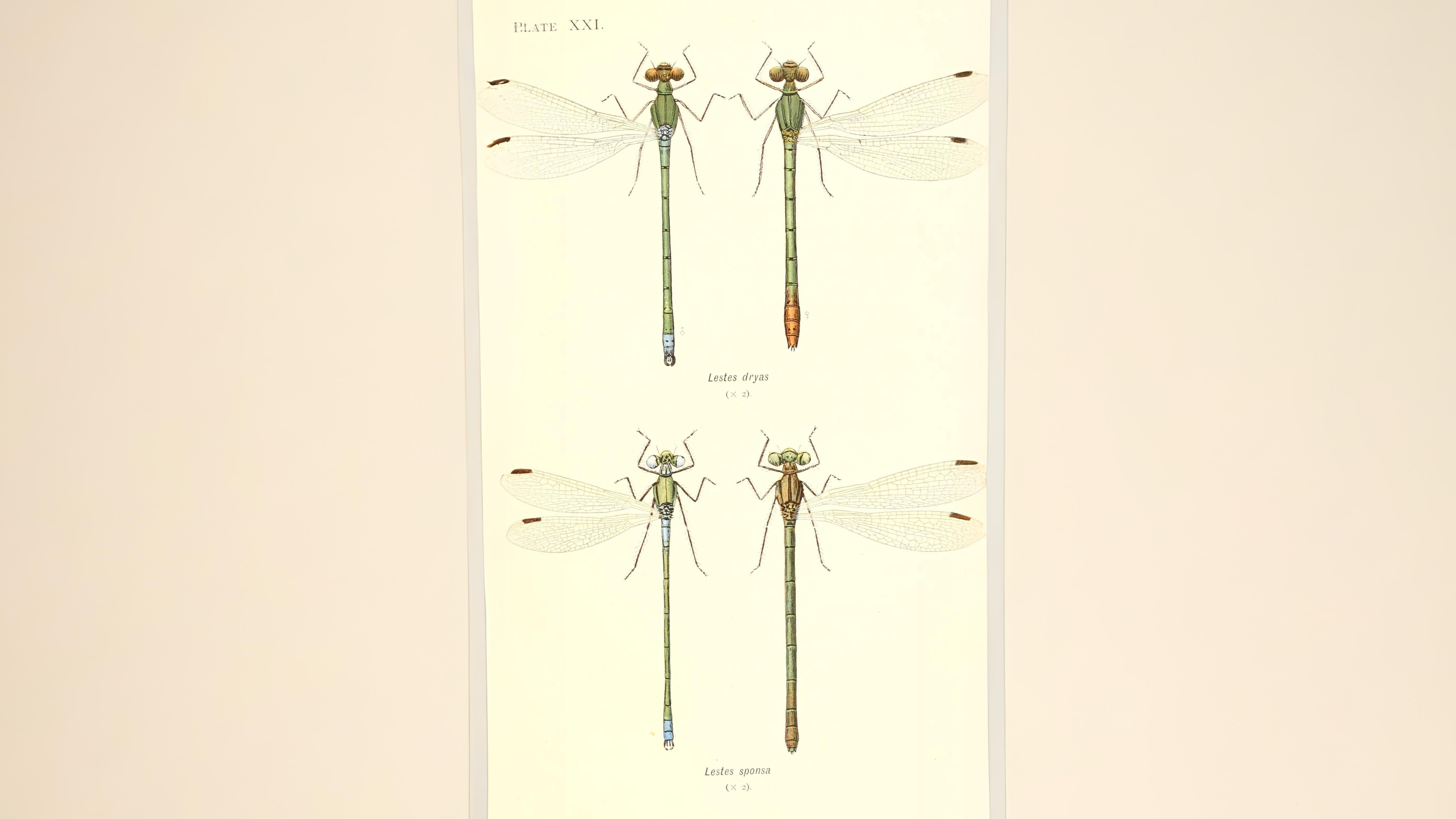 26-July Wings of Fire: London’s Dragonfly Identification Guide Section Image