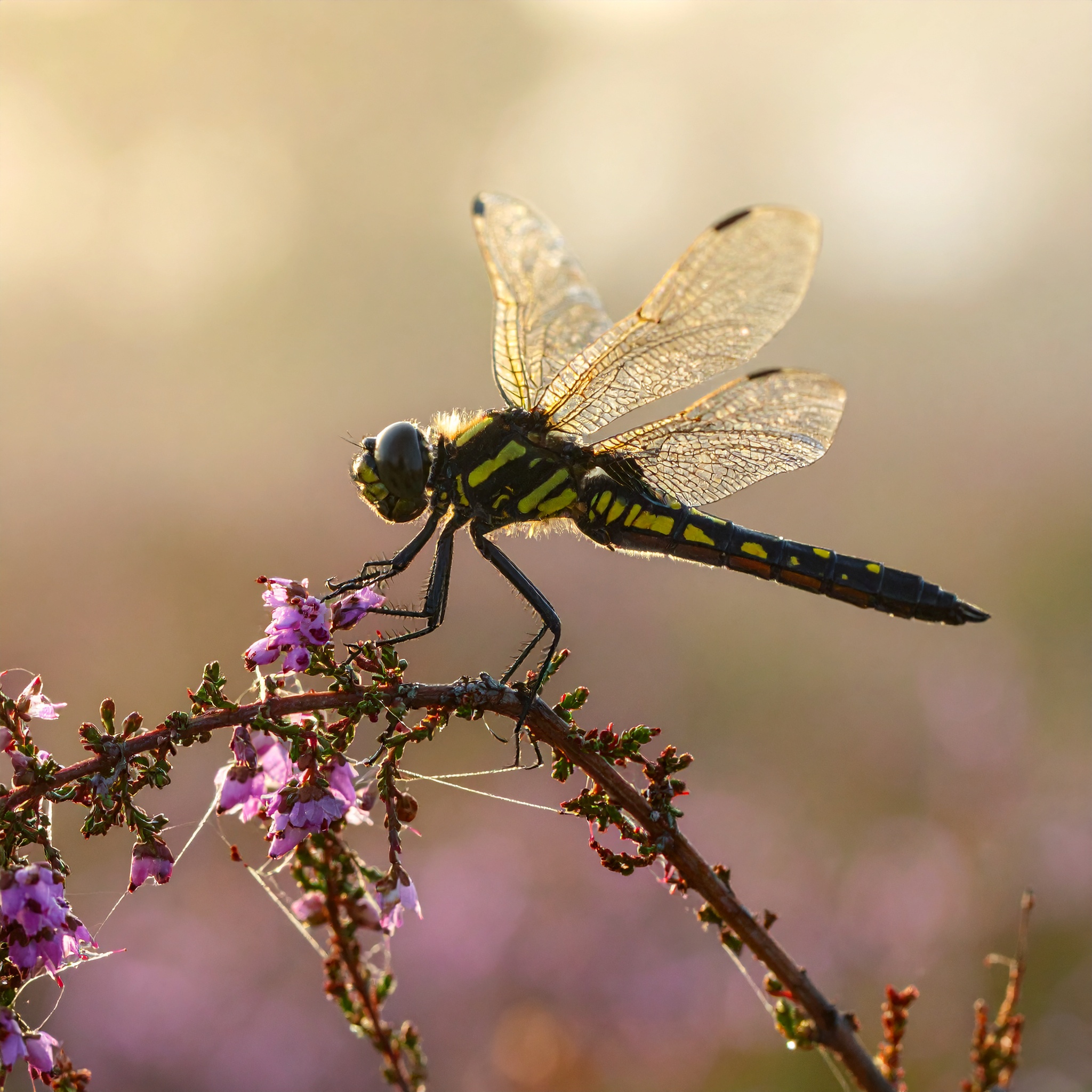 26-July Wings of Fire: London’s Dragonfly Identification Guide