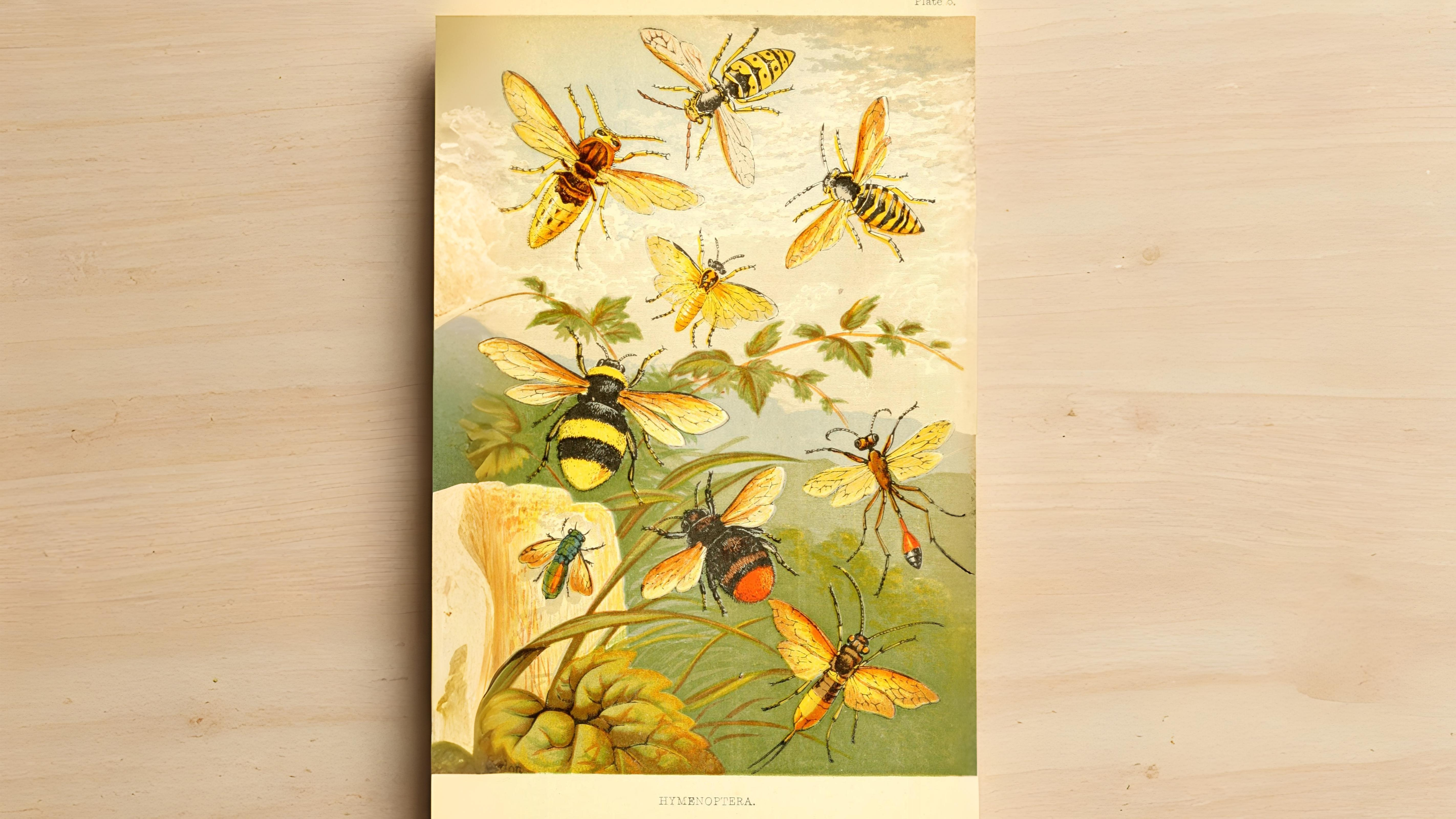 27-July Hive Minds: London’s Social Insects Uncovered Section Image
