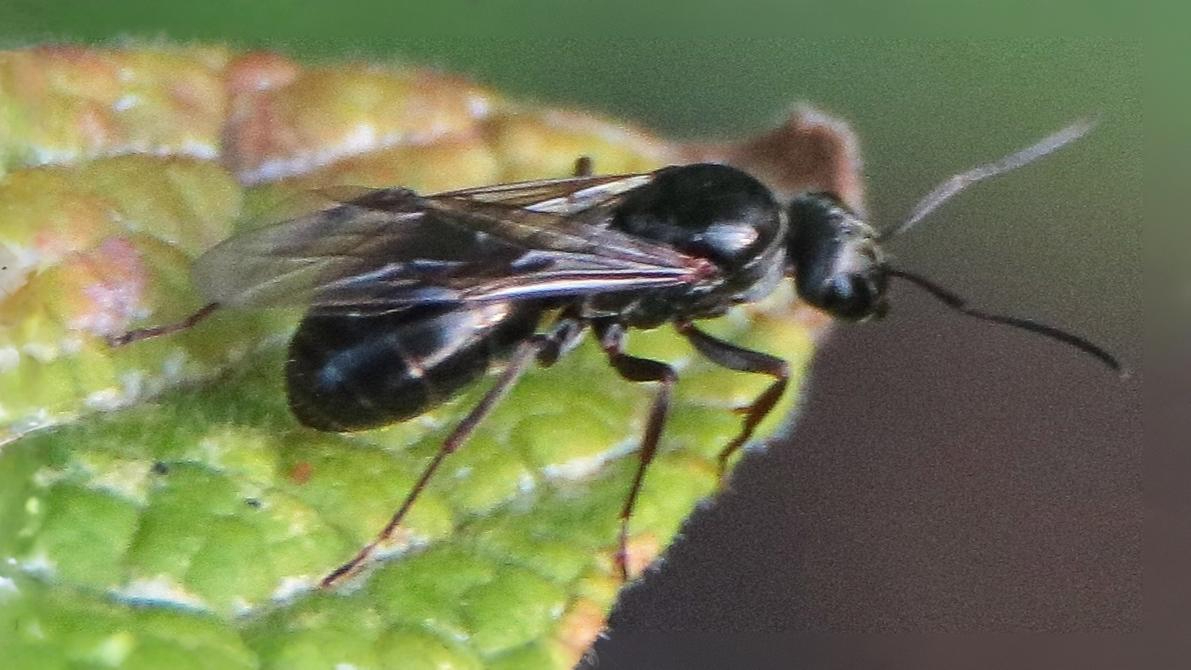 27-July Hive Minds: London’s Social Insects Uncovered Section Image
