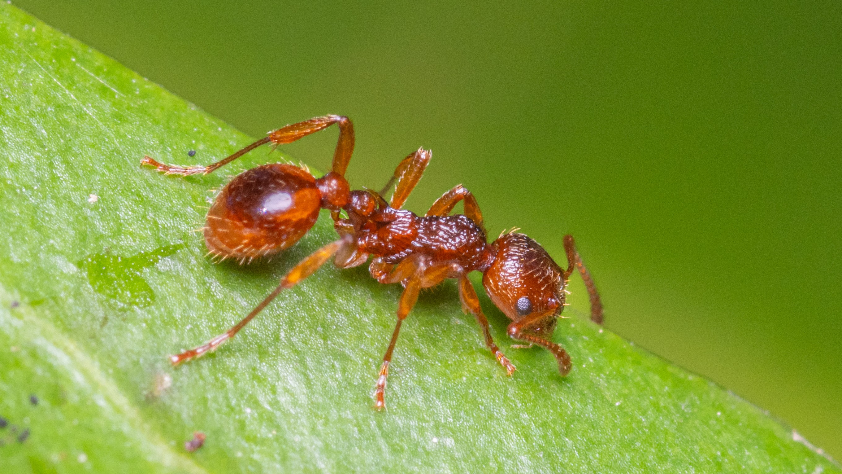 27-July Hive Minds: London’s Social Insects Uncovered Section Image
