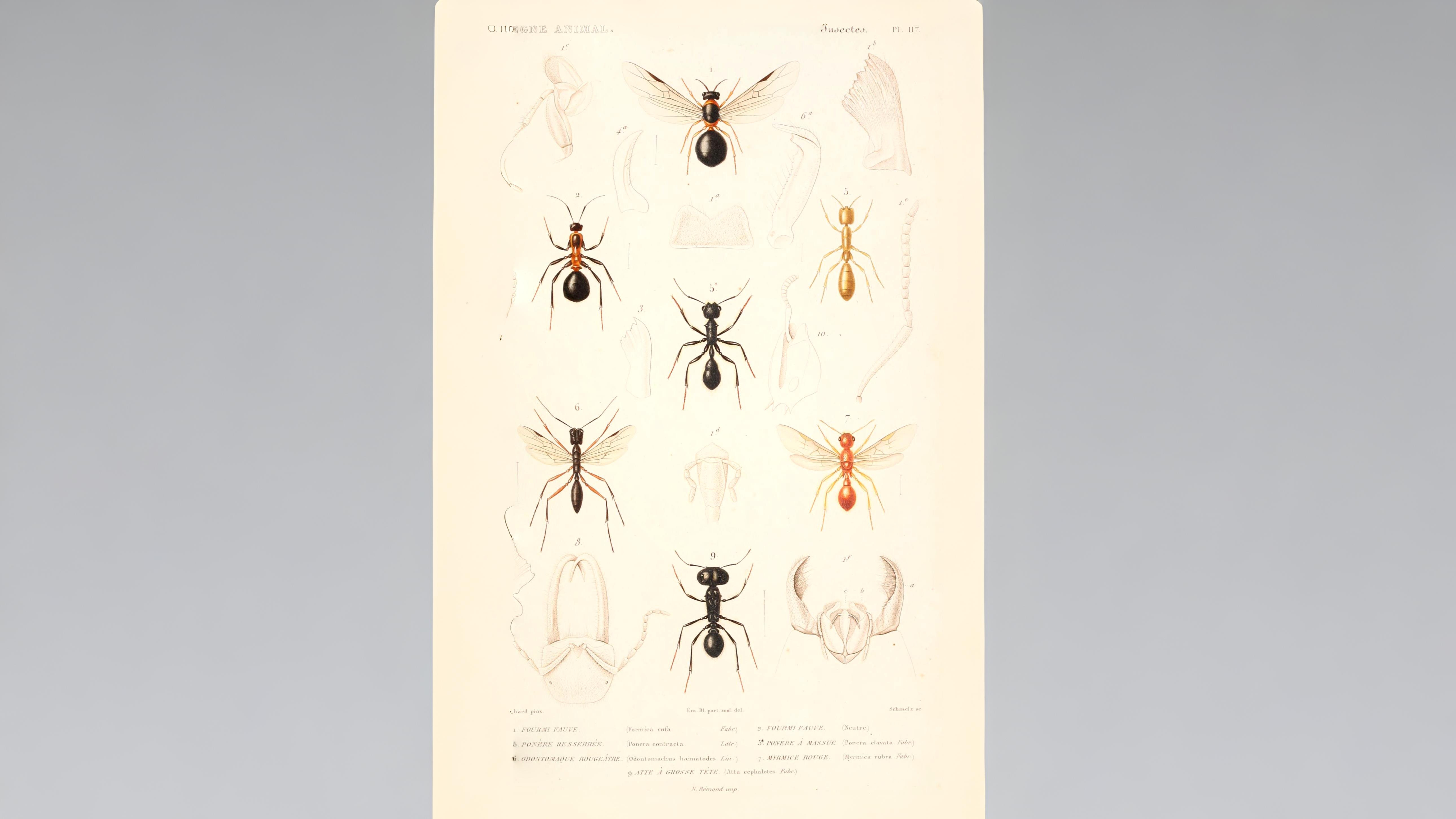 27-July Hive Minds: London’s Social Insects Uncovered Section Image
