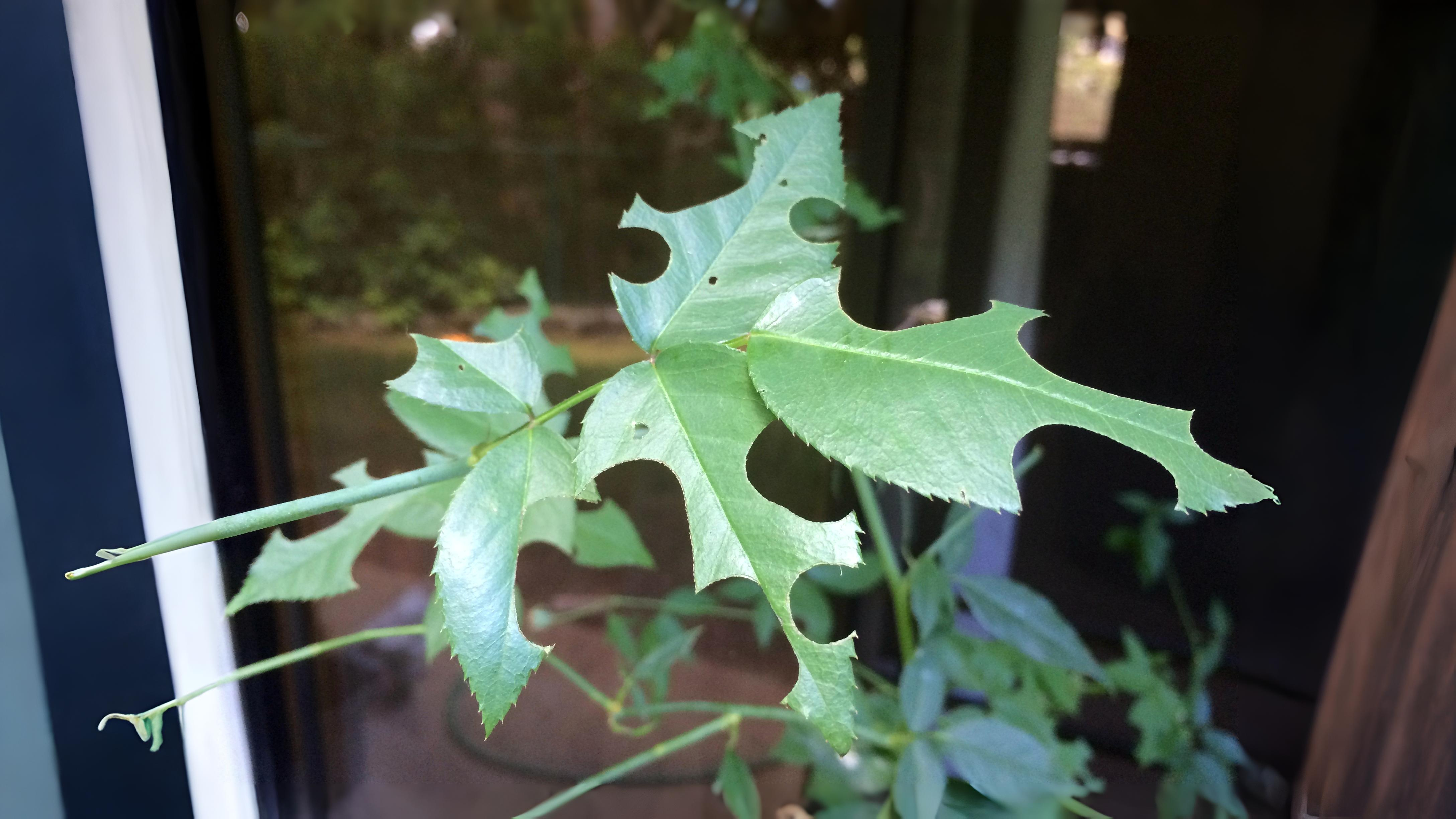 27-July Hive Minds: London’s Social Insects Uncovered Section Image