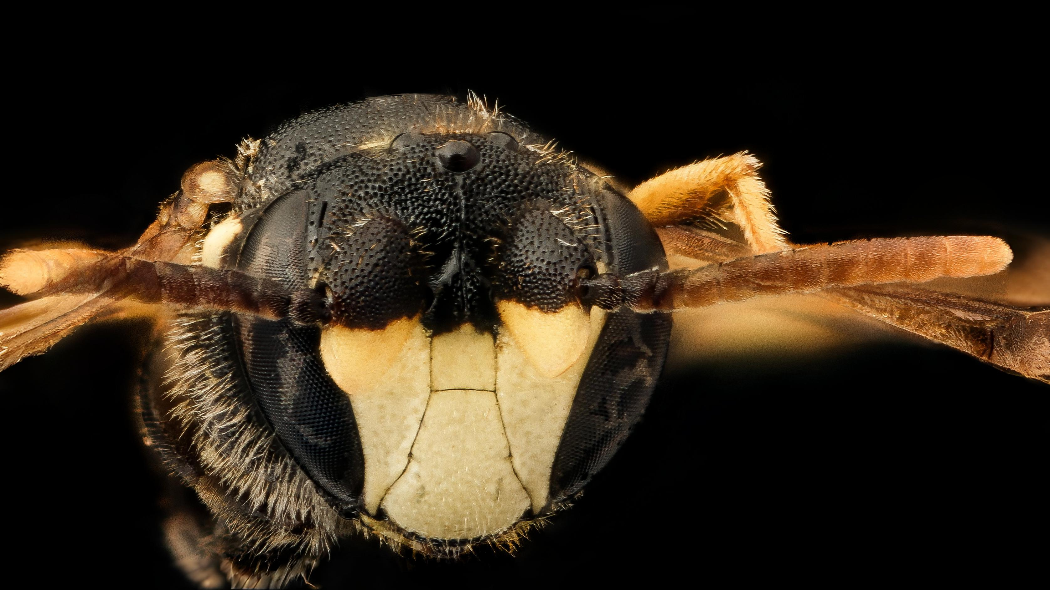 27-July Hive Minds: London’s Social Insects Uncovered Section Image