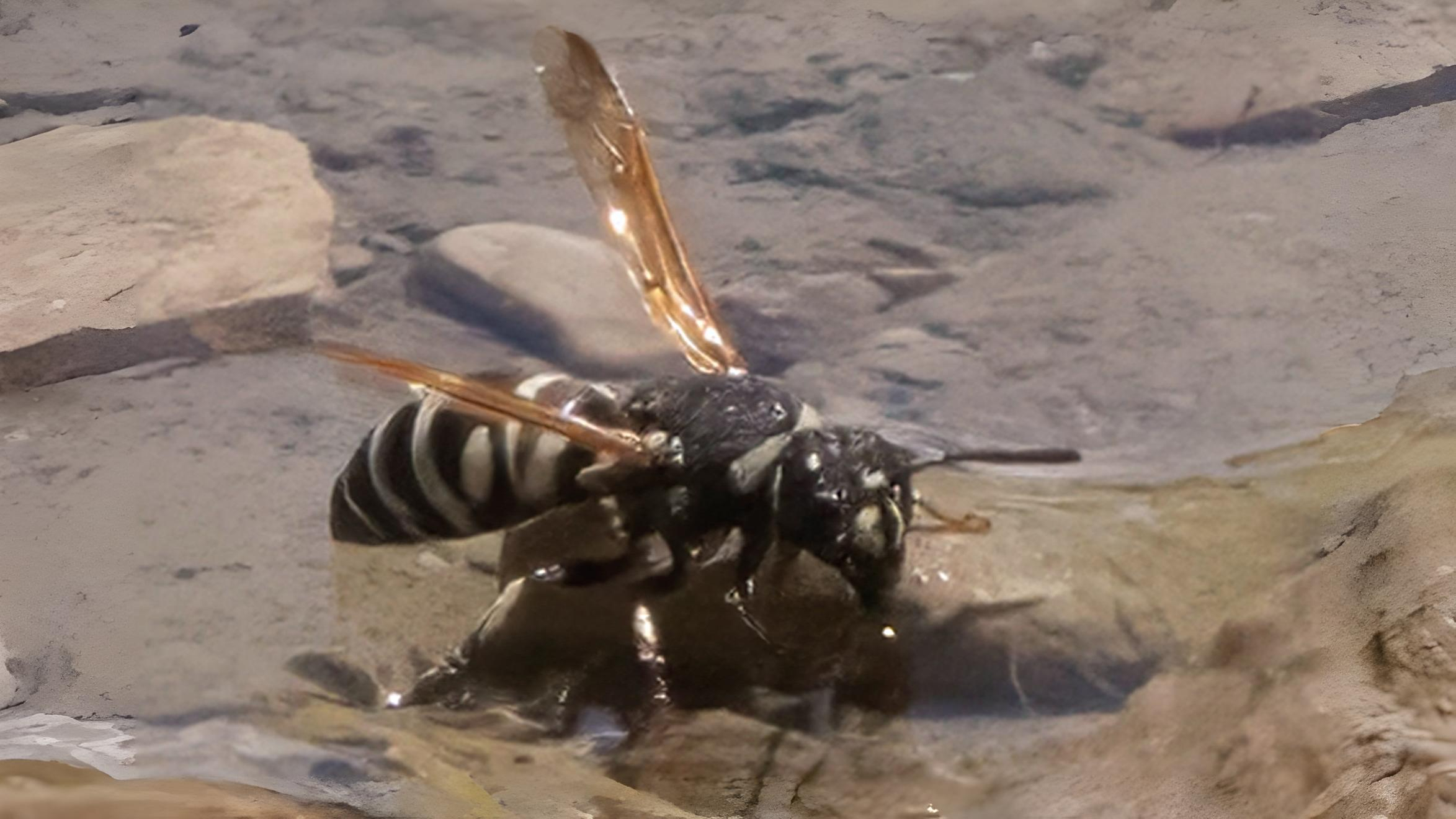 27-July Hive Minds: London’s Social Insects Uncovered Section Image