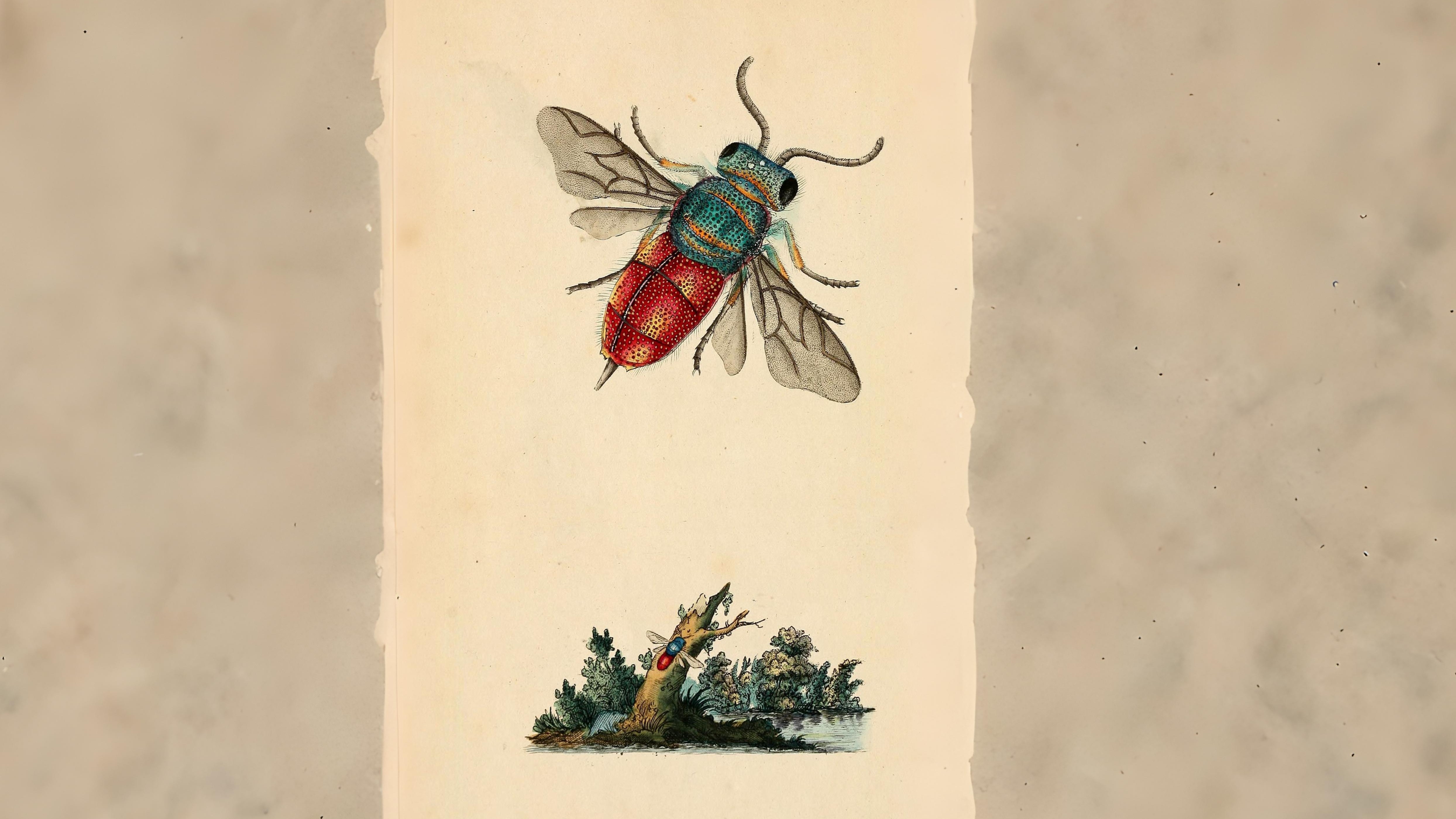 27-July Hive Minds: London’s Social Insects Uncovered Section Image