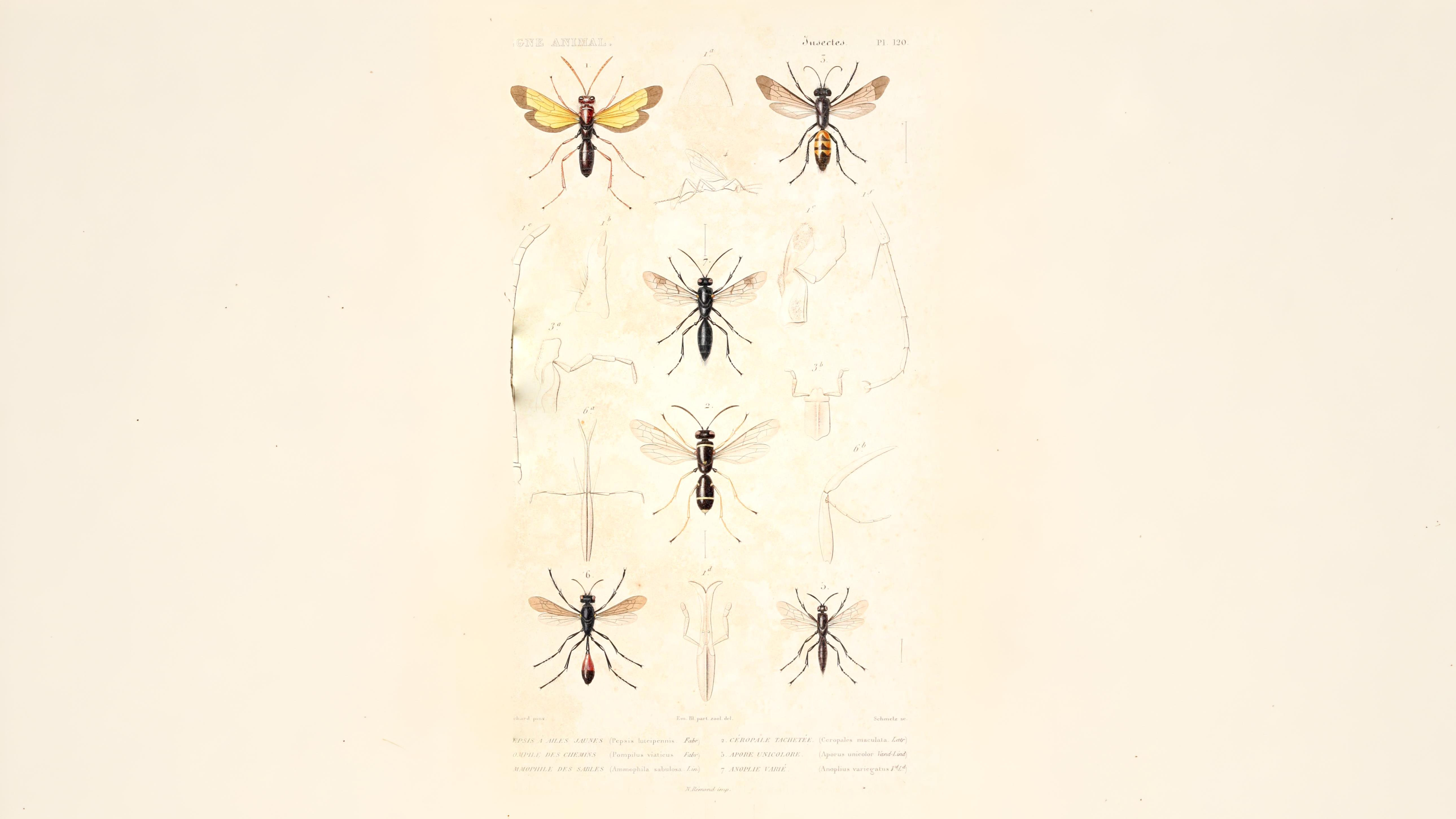 27-July Hive Minds: London’s Social Insects Uncovered Section Image