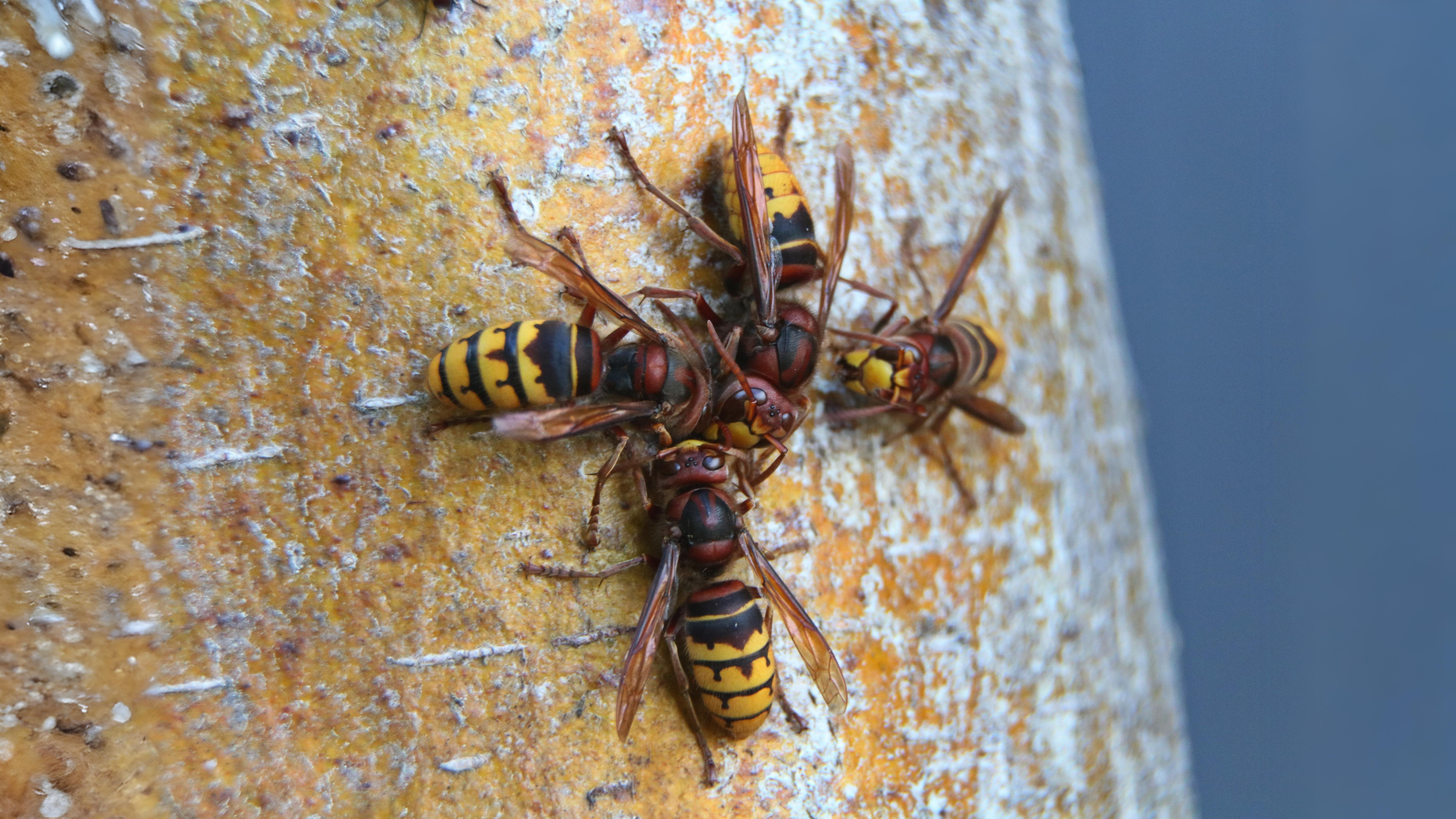 27-July Hive Minds: London’s Social Insects Uncovered Section Image