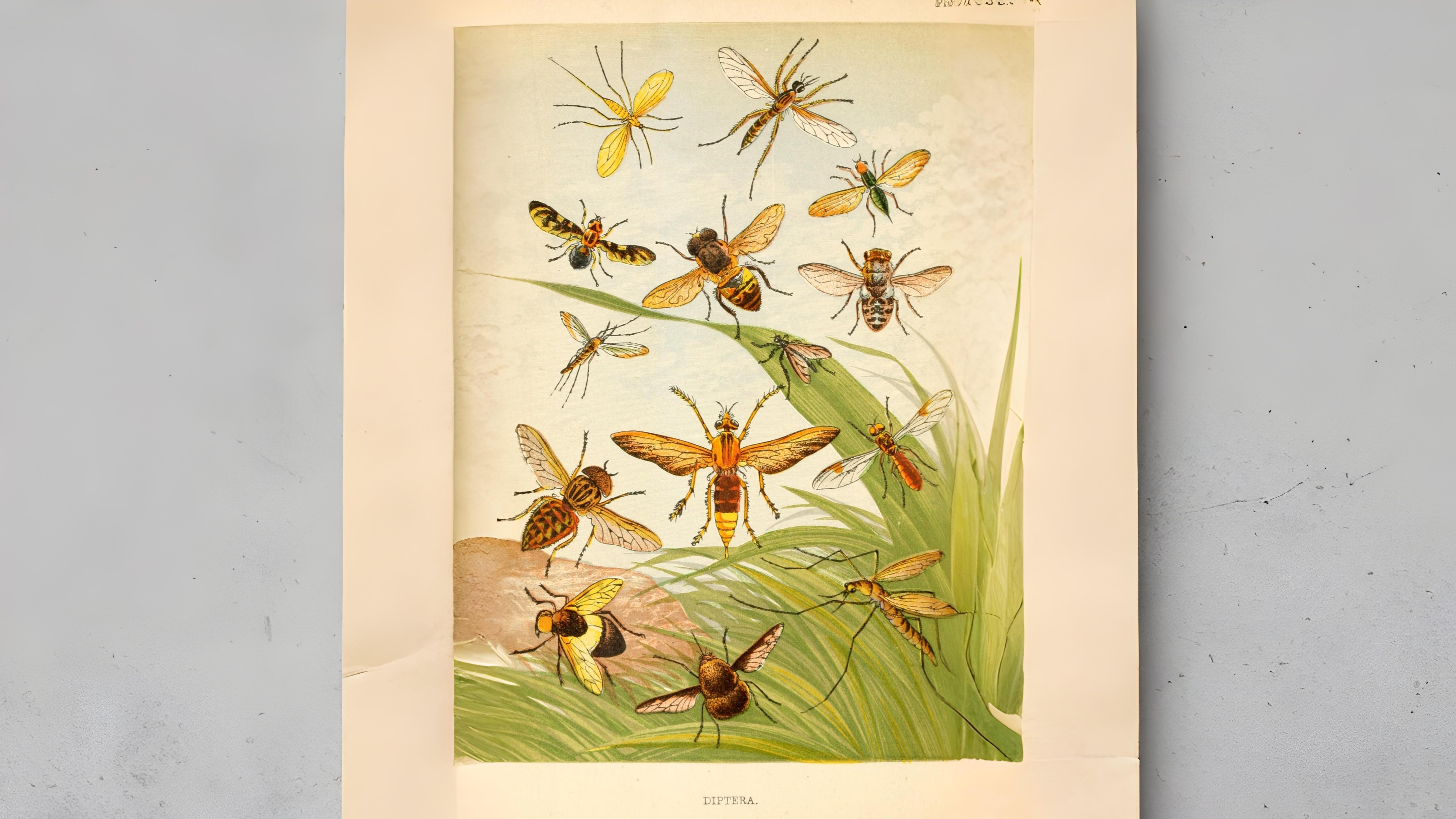 28-July Wings & Stings: London’s July Insect Spectacle Section Image