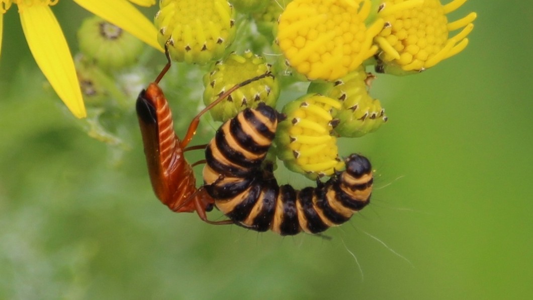 28-July Wings & Stings: London’s July Insect Spectacle Section Image