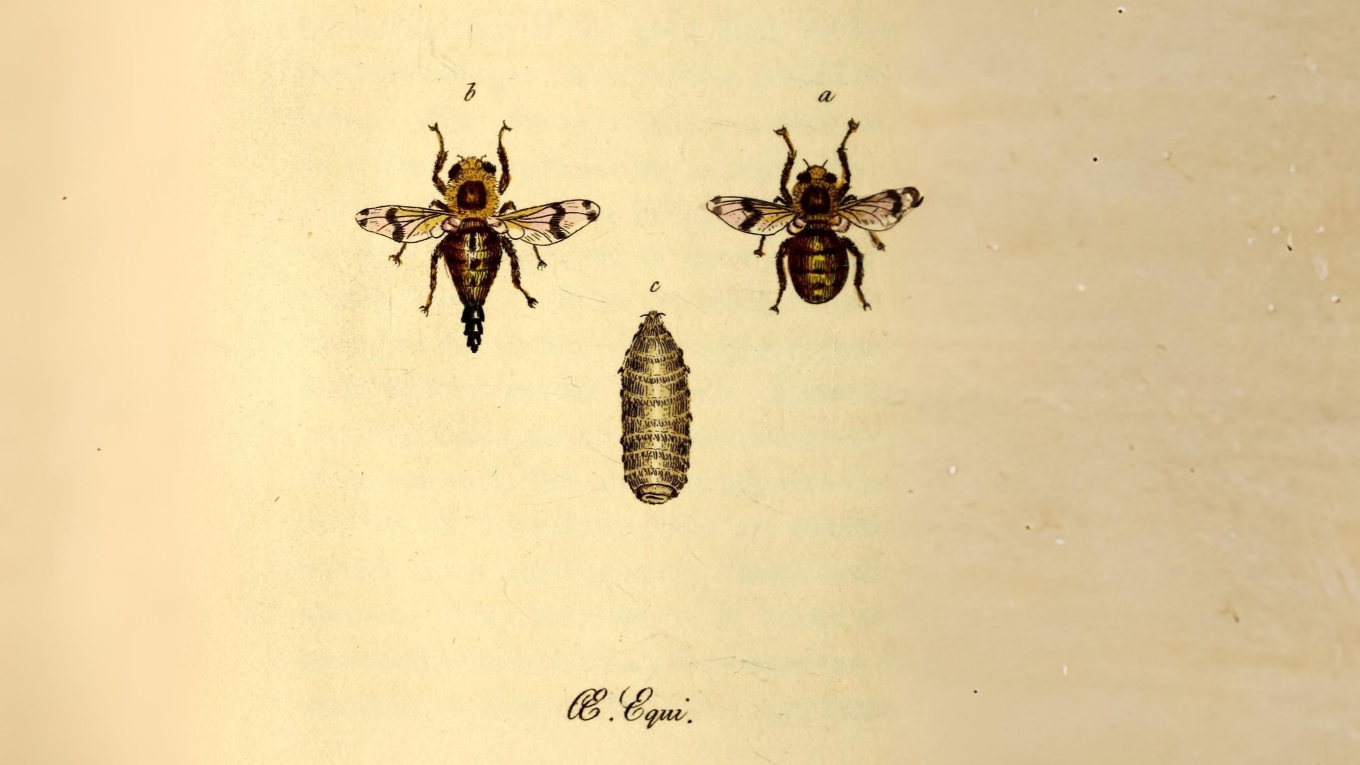 28-July Wings & Stings: London’s July Insect Spectacle Section Image