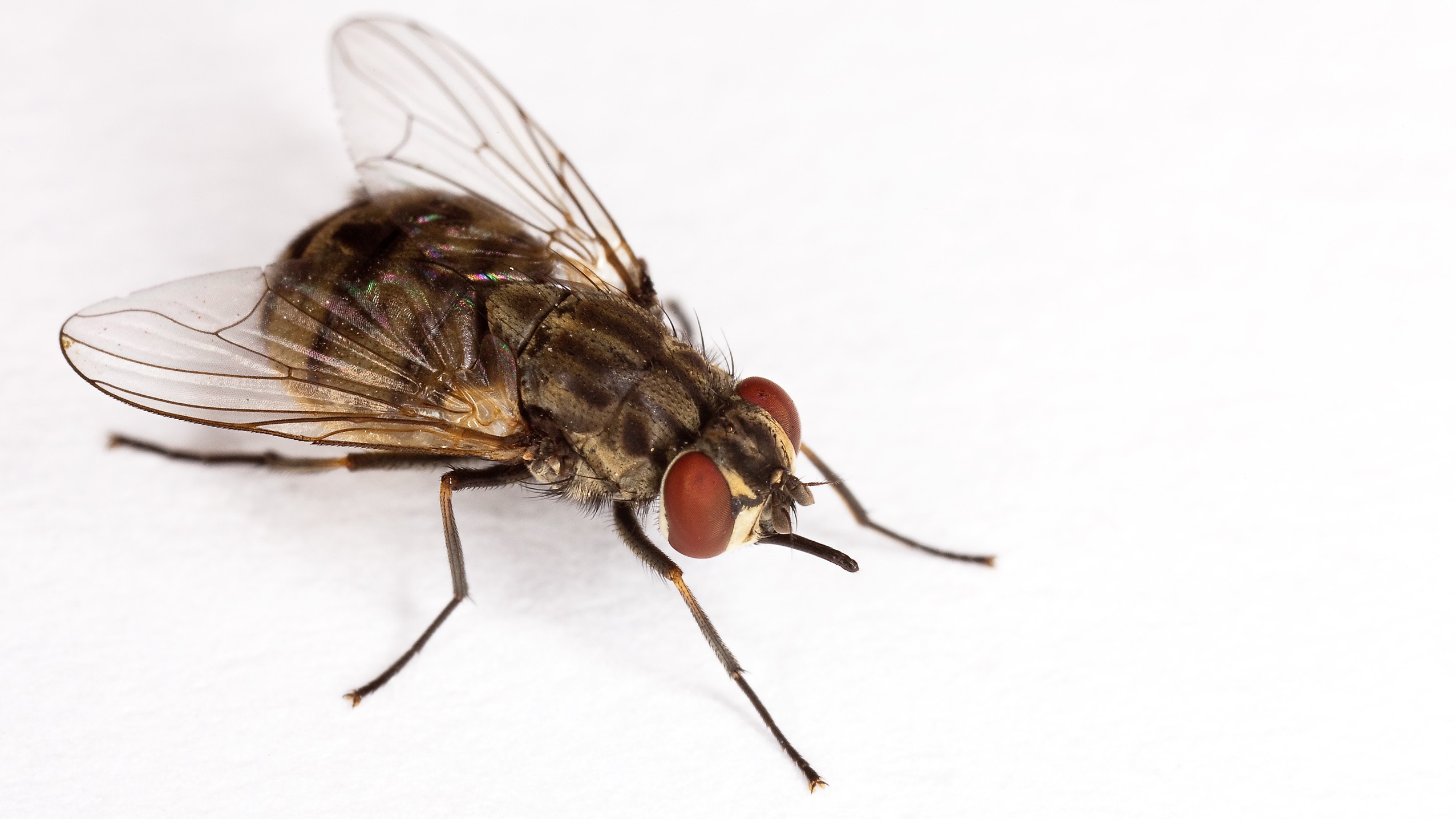28-July Wings & Stings: London’s July Insect Spectacle Section Image