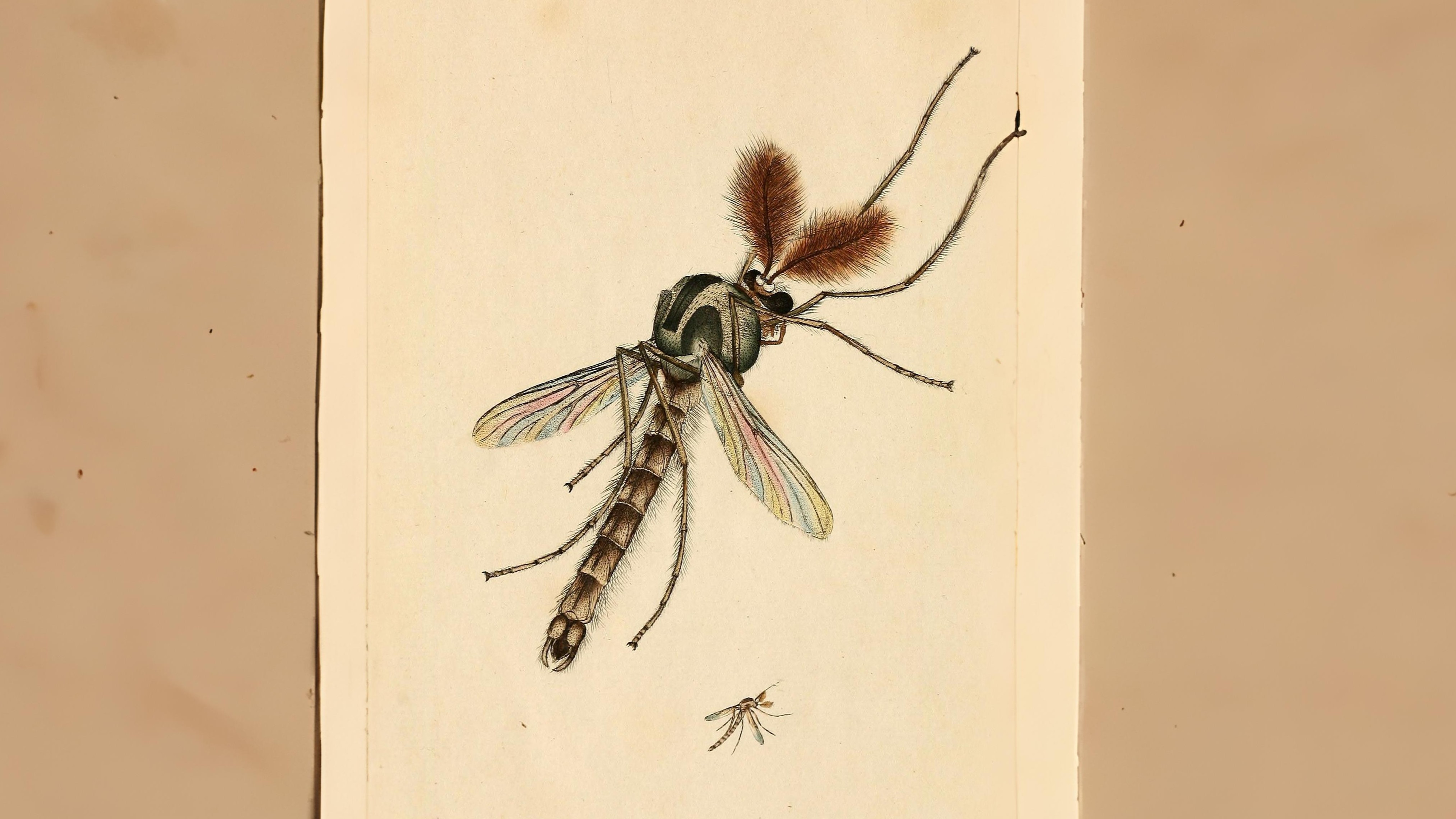 28-July Wings & Stings: London’s July Insect Spectacle Section Image