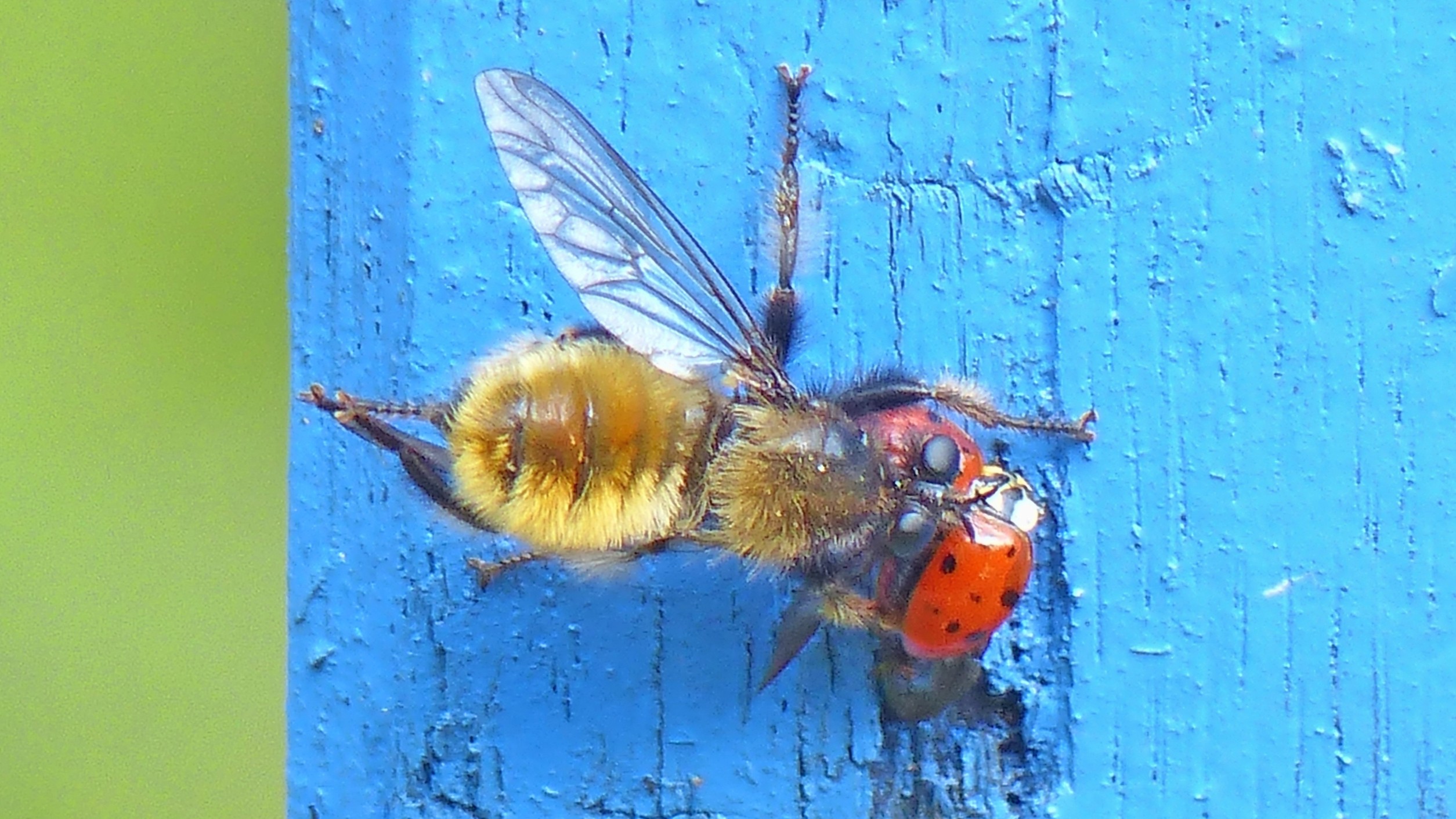 28-July Wings & Stings: London’s July Insect Spectacle Section Image