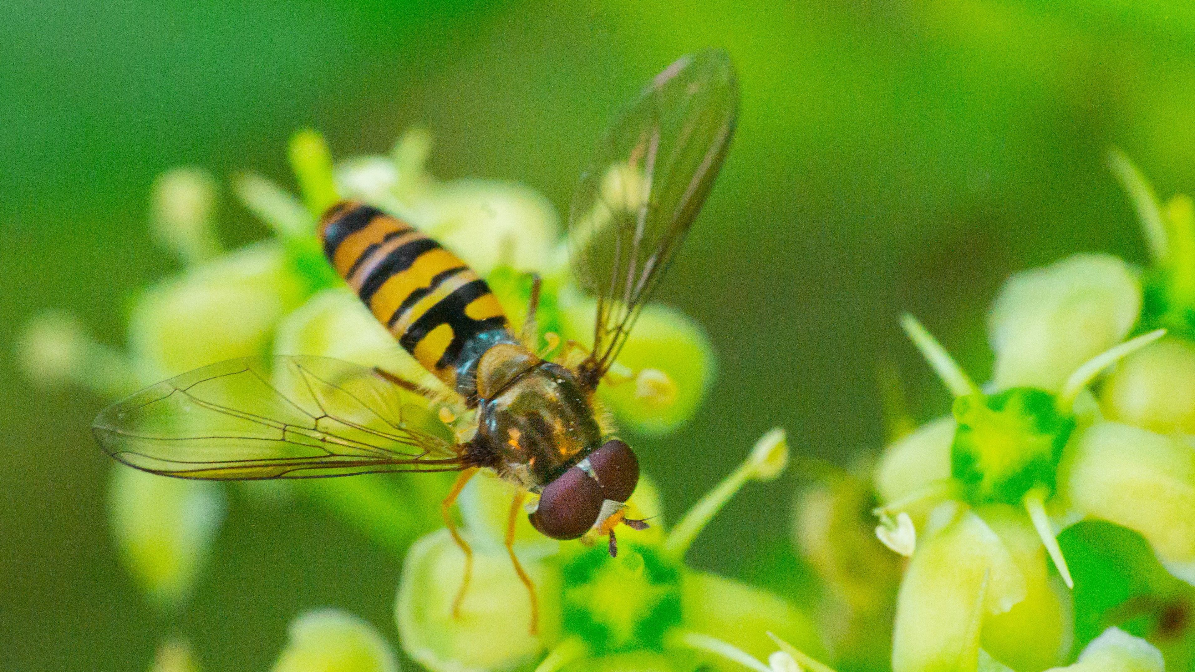 28-July Wings & Stings: London’s July Insect Spectacle Section Image