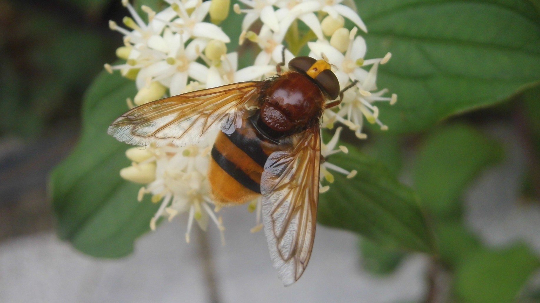 28-July Wings & Stings: London’s July Insect Spectacle Section Image