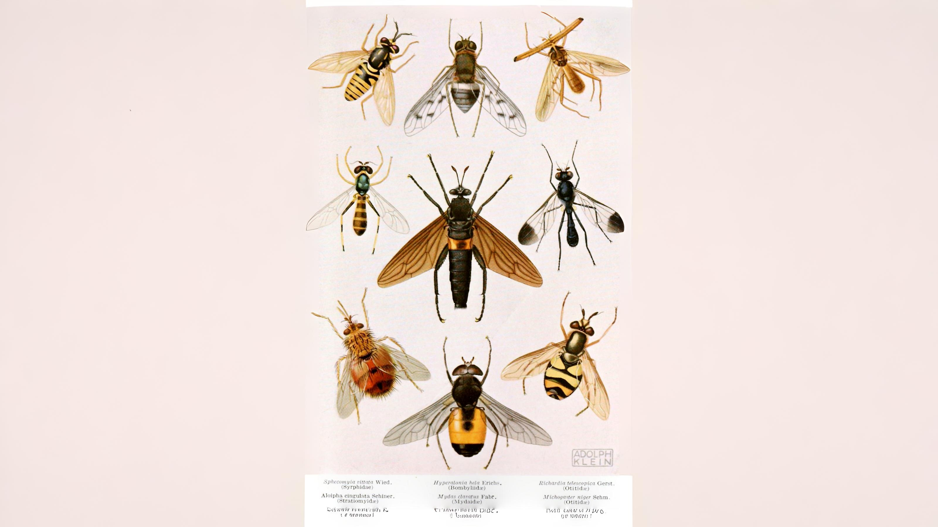 28-July Wings & Stings: London’s July Insect Spectacle Section Image