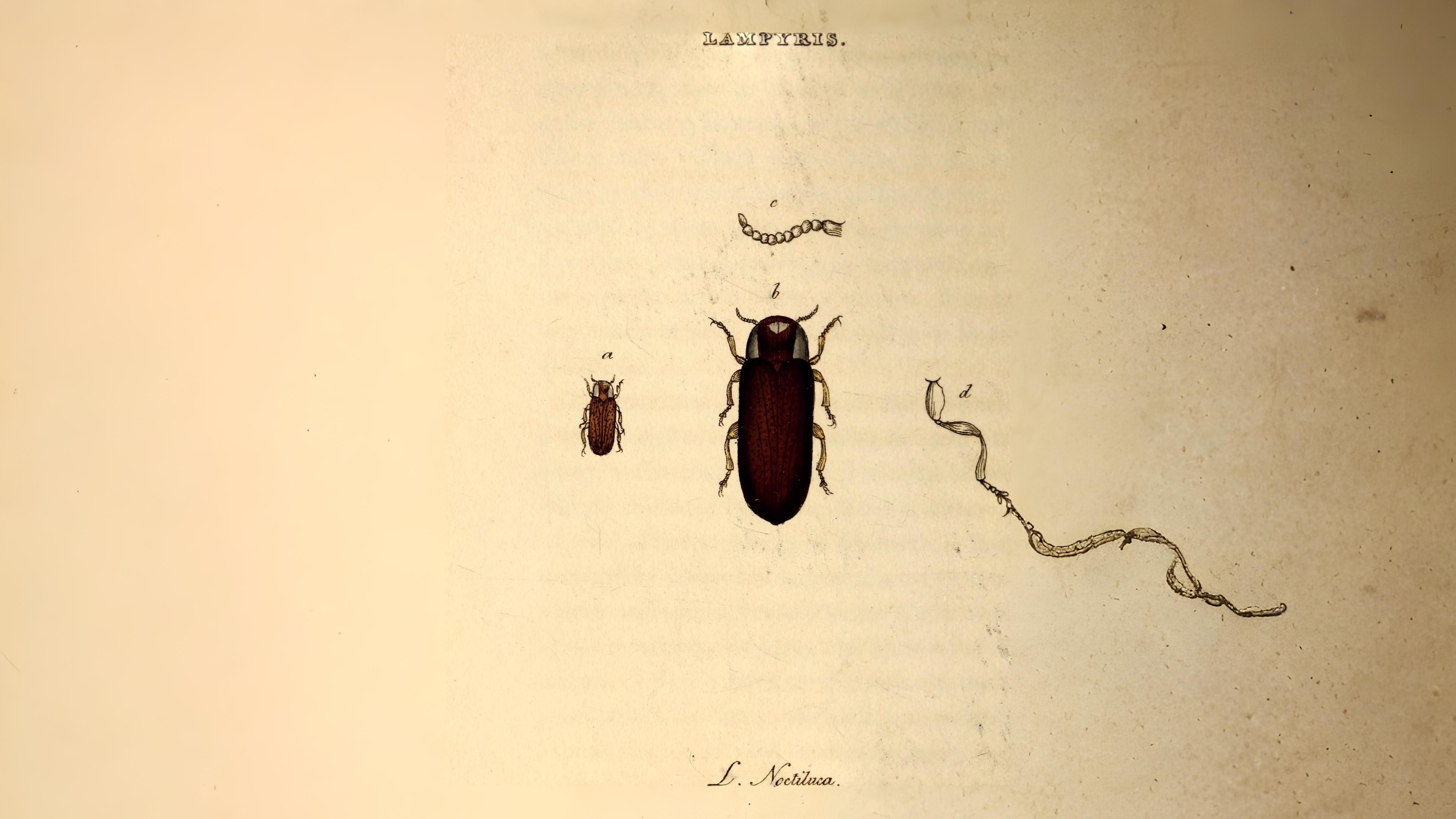 28-July Wings & Stings: London’s July Insect Spectacle Section Image