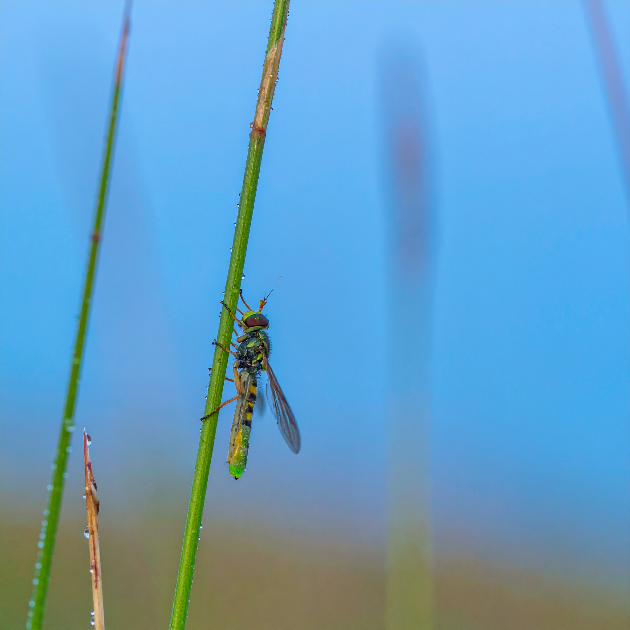 28-July Wings & Stings: London’s July Insect Spectacle